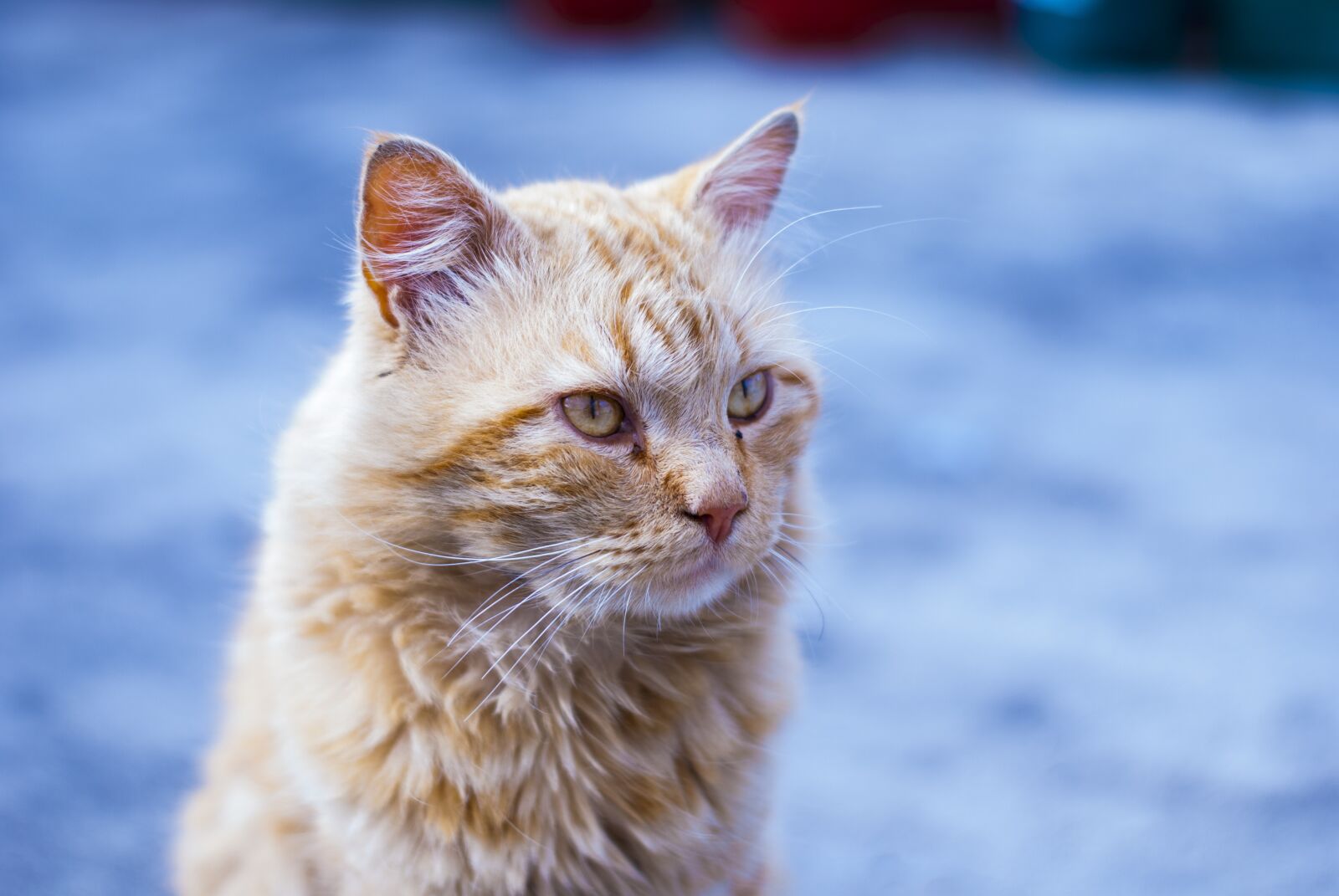 Nikon D60 sample photo. Cute cat, long hair photography