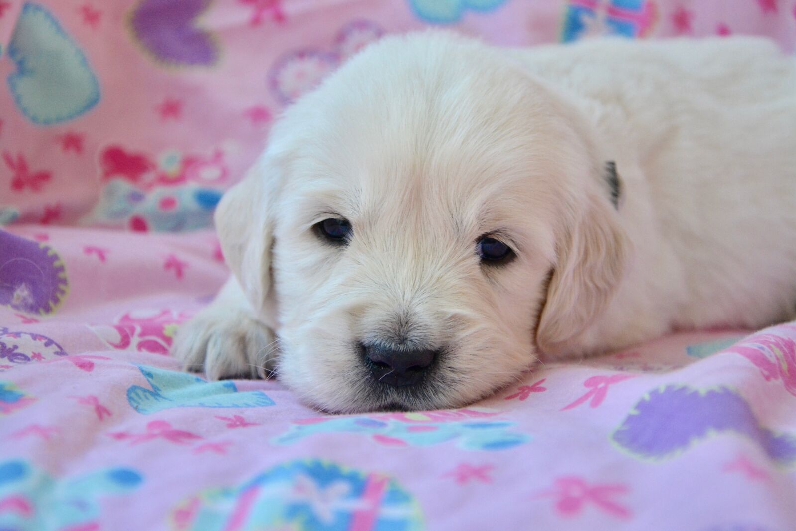 Nikon D5200 sample photo. Dog, bitch, puppy golden photography