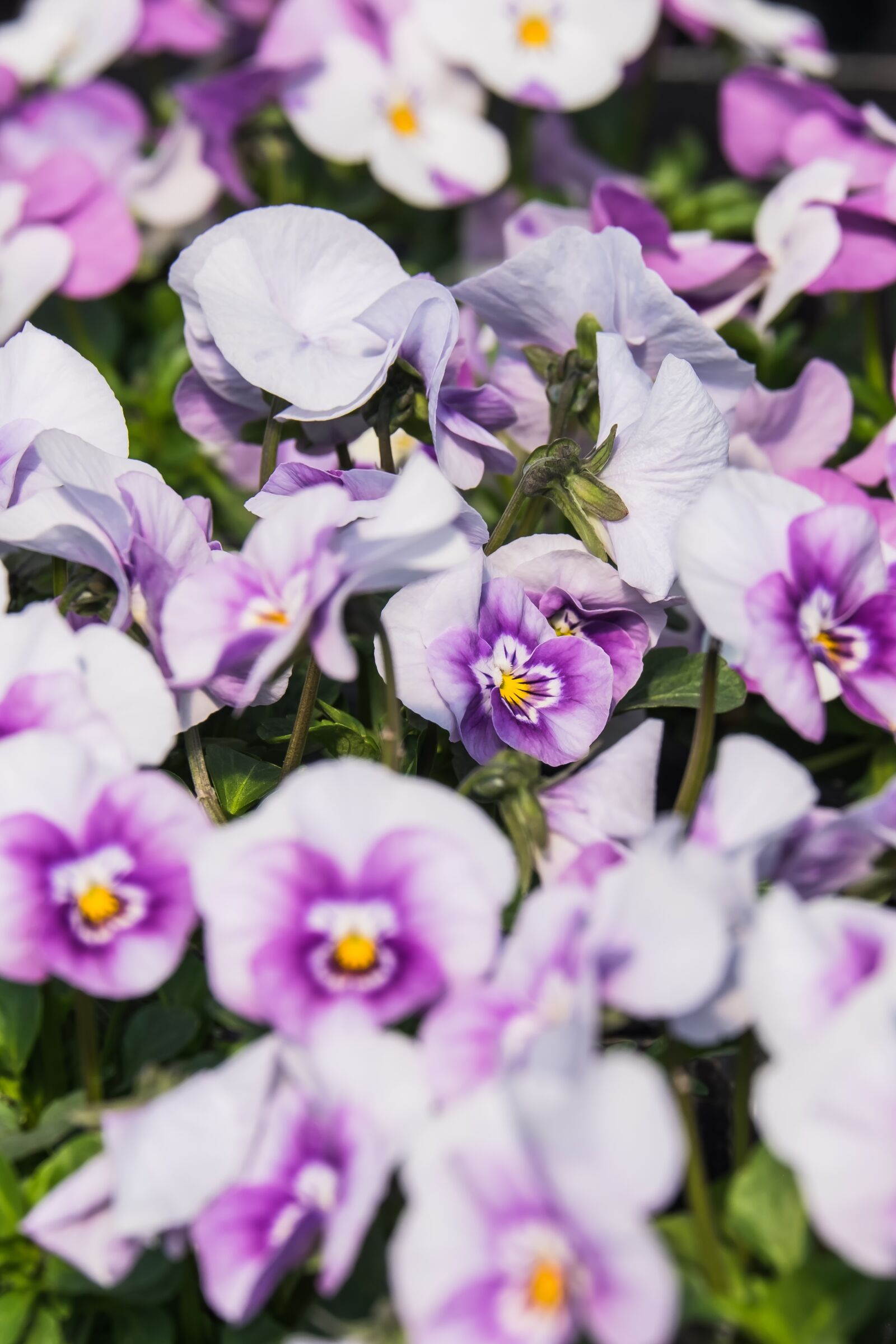 Fujifilm X-T10 sample photo. Violet, flowers, bloom photography