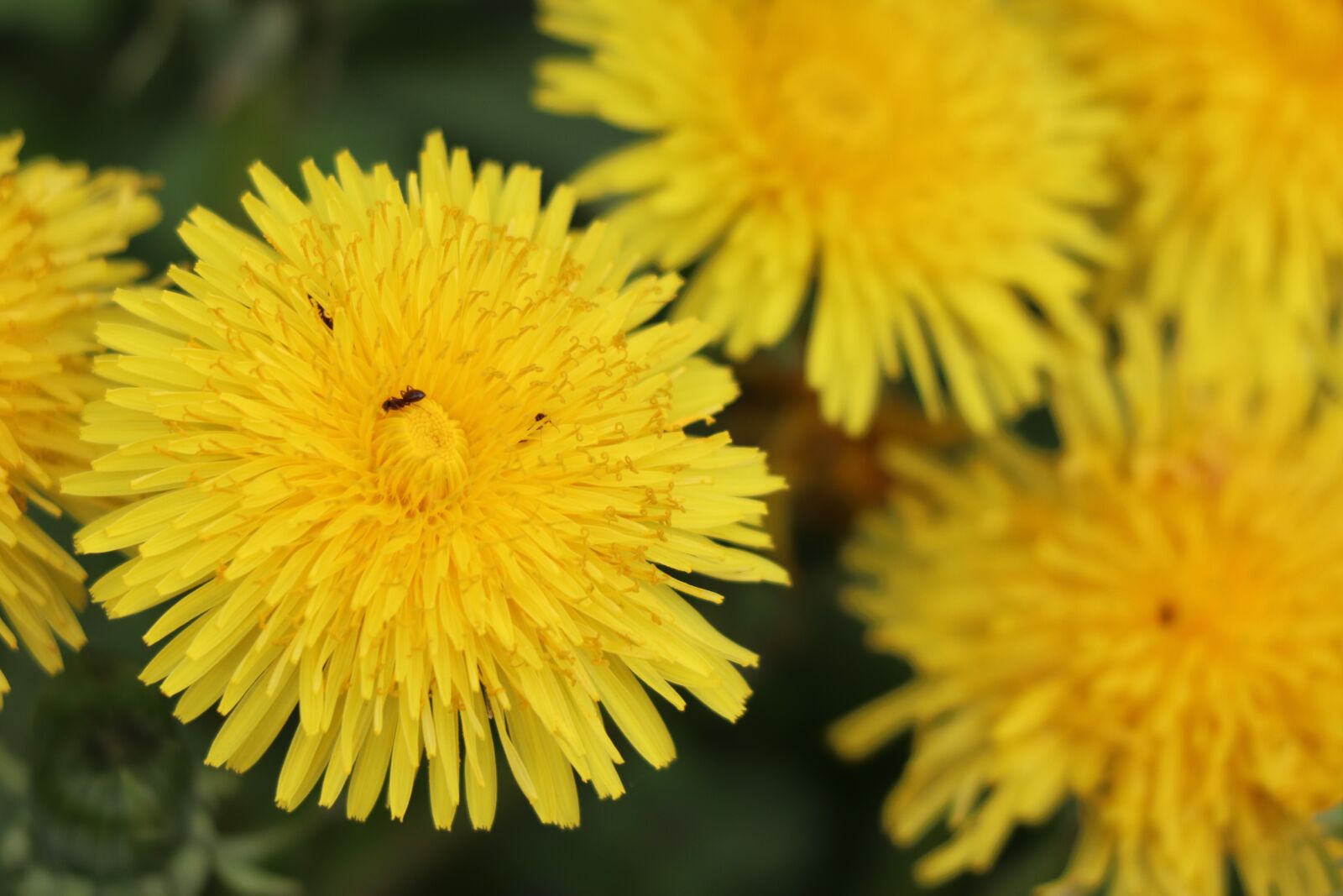 Canon EF 70-300 F4-5.6 IS II USM sample photo. Taraxacum officinale, dandelion, taraxacum photography