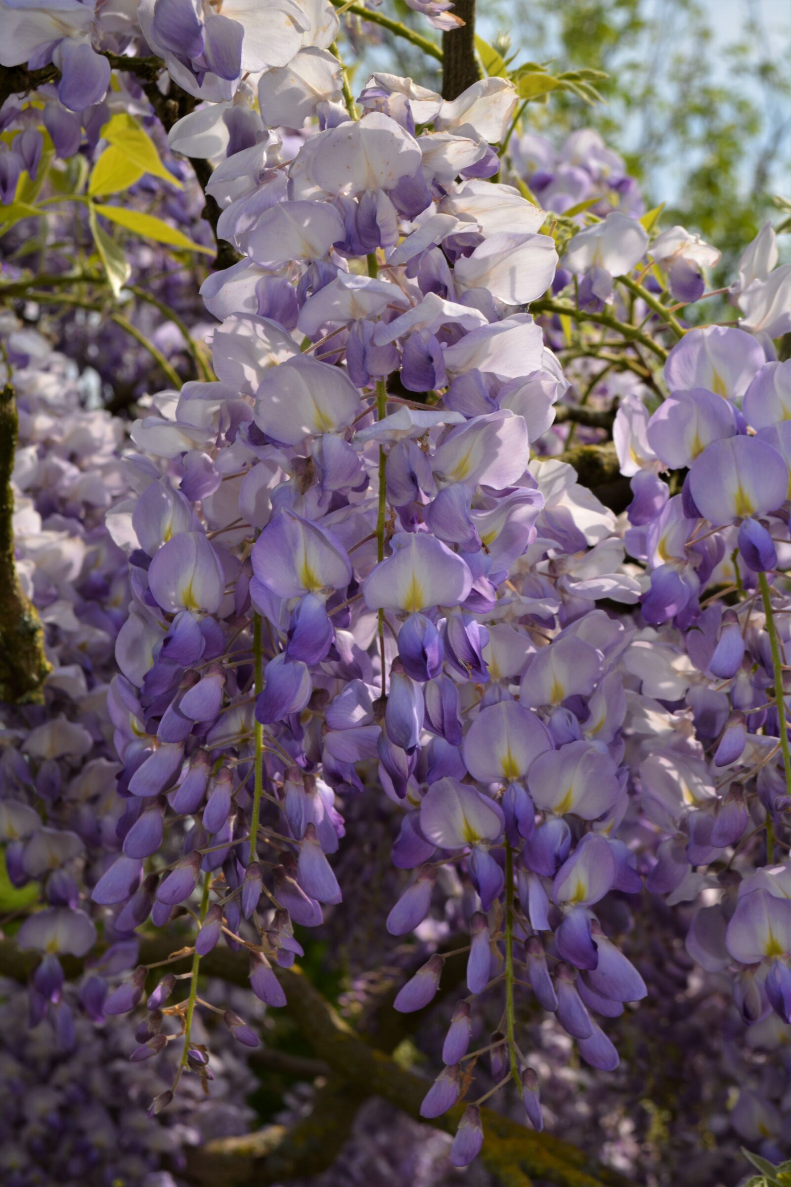 Nikon D5200 sample photo. Flower, blossom, bloom photography