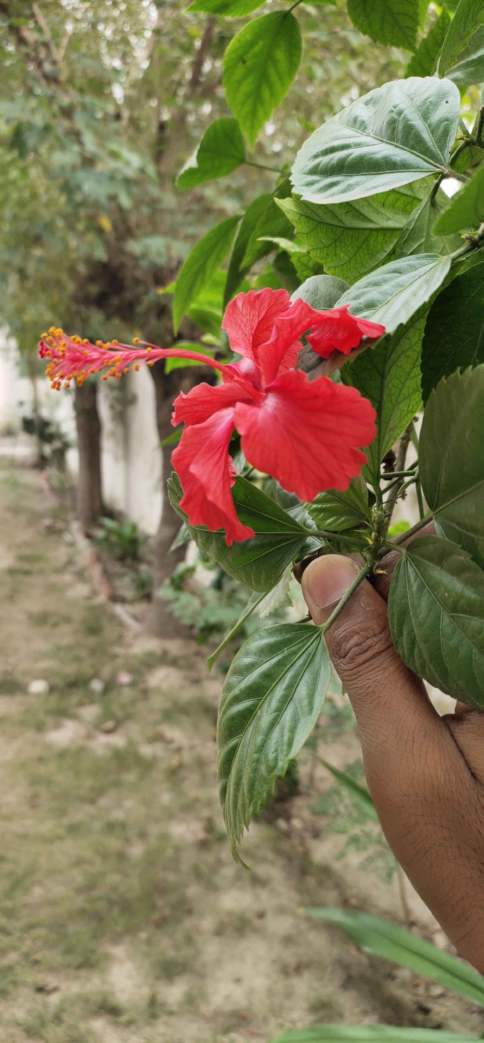 vivo 1917 sample photo. Flowers, nature, green photography