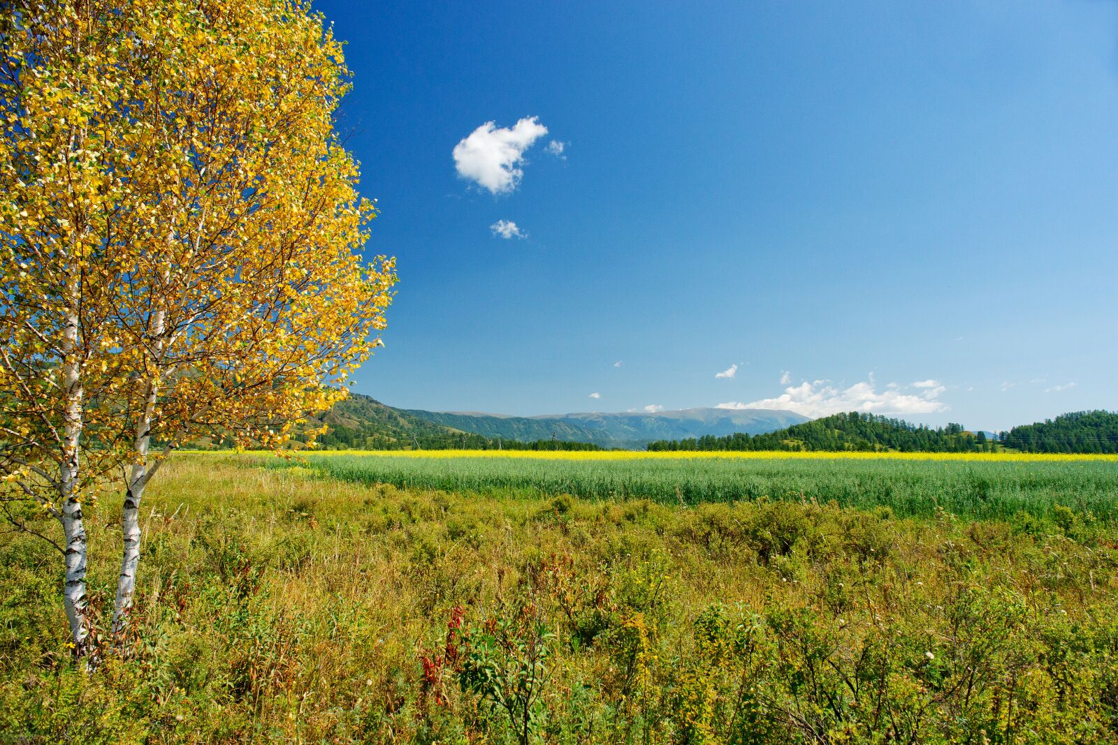 Sony Alpha DSLR-A850 sample photo. Birch, yellow leaves, autumn photography