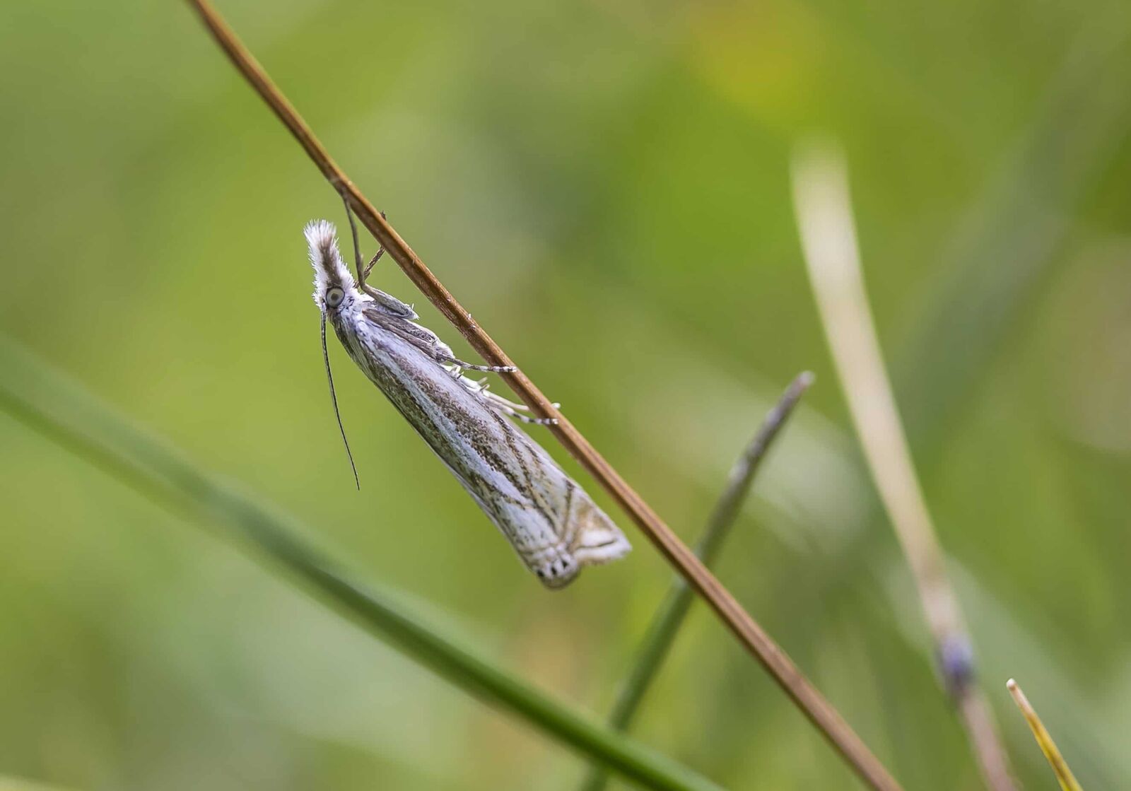 Canon EOS 1100D (EOS Rebel T3 / EOS Kiss X50) sample photo. Insect, nature, arthropod, grasshopper photography