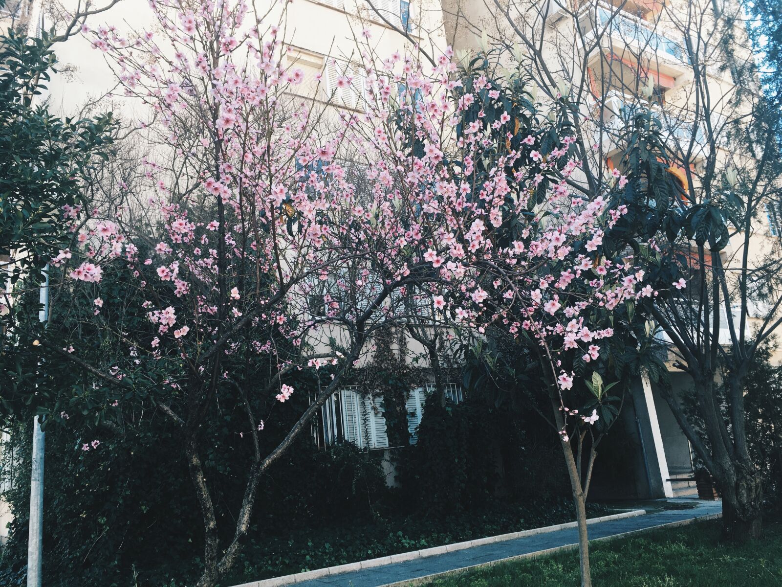 Apple iPhone 6s sample photo. Beautiful, flowers, pink, plant photography