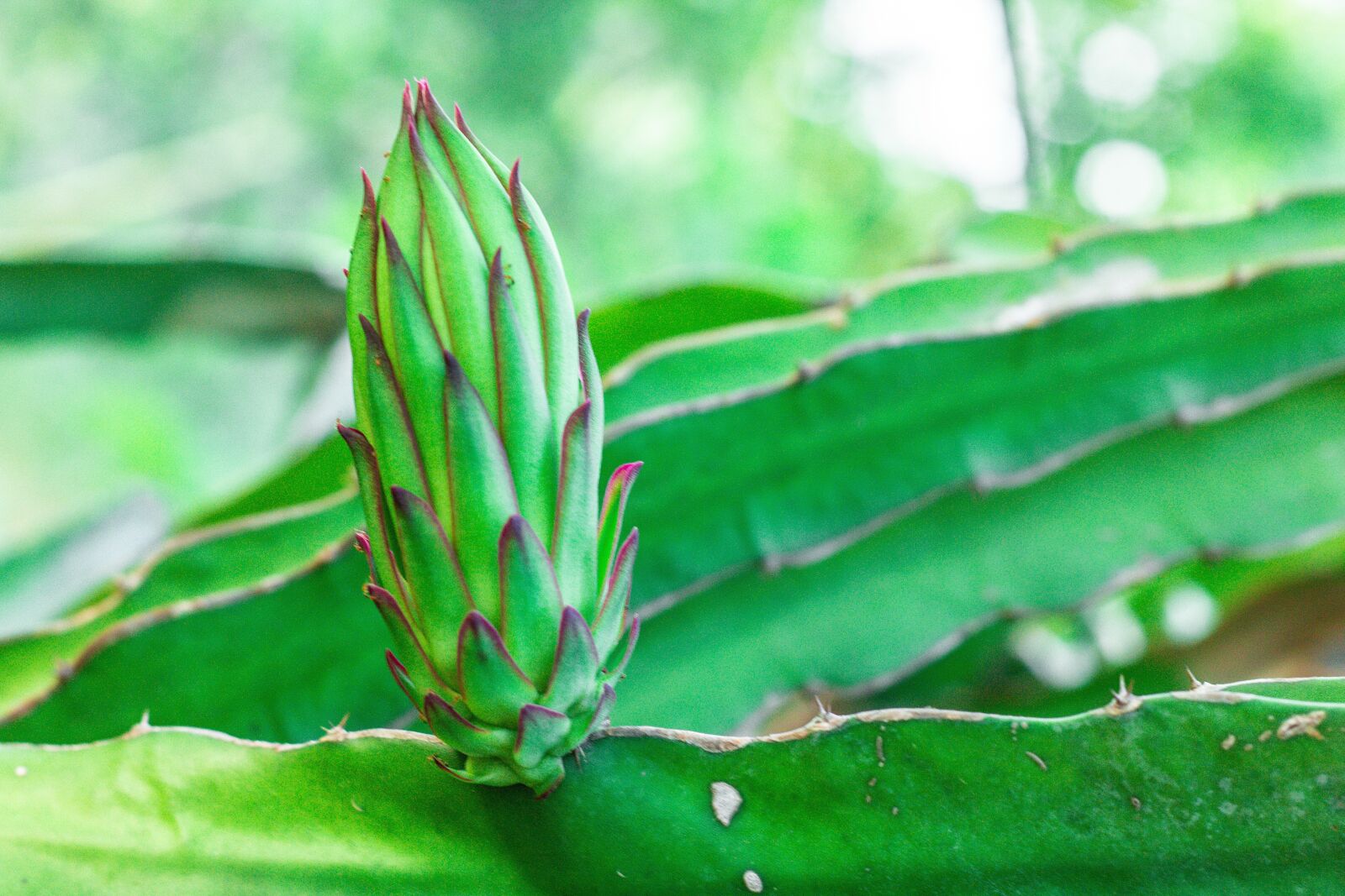 Canon EOS 700D (EOS Rebel T5i / EOS Kiss X7i) + Canon EF 50mm F1.8 STM sample photo. Dragon fruit, asia, fruit photography