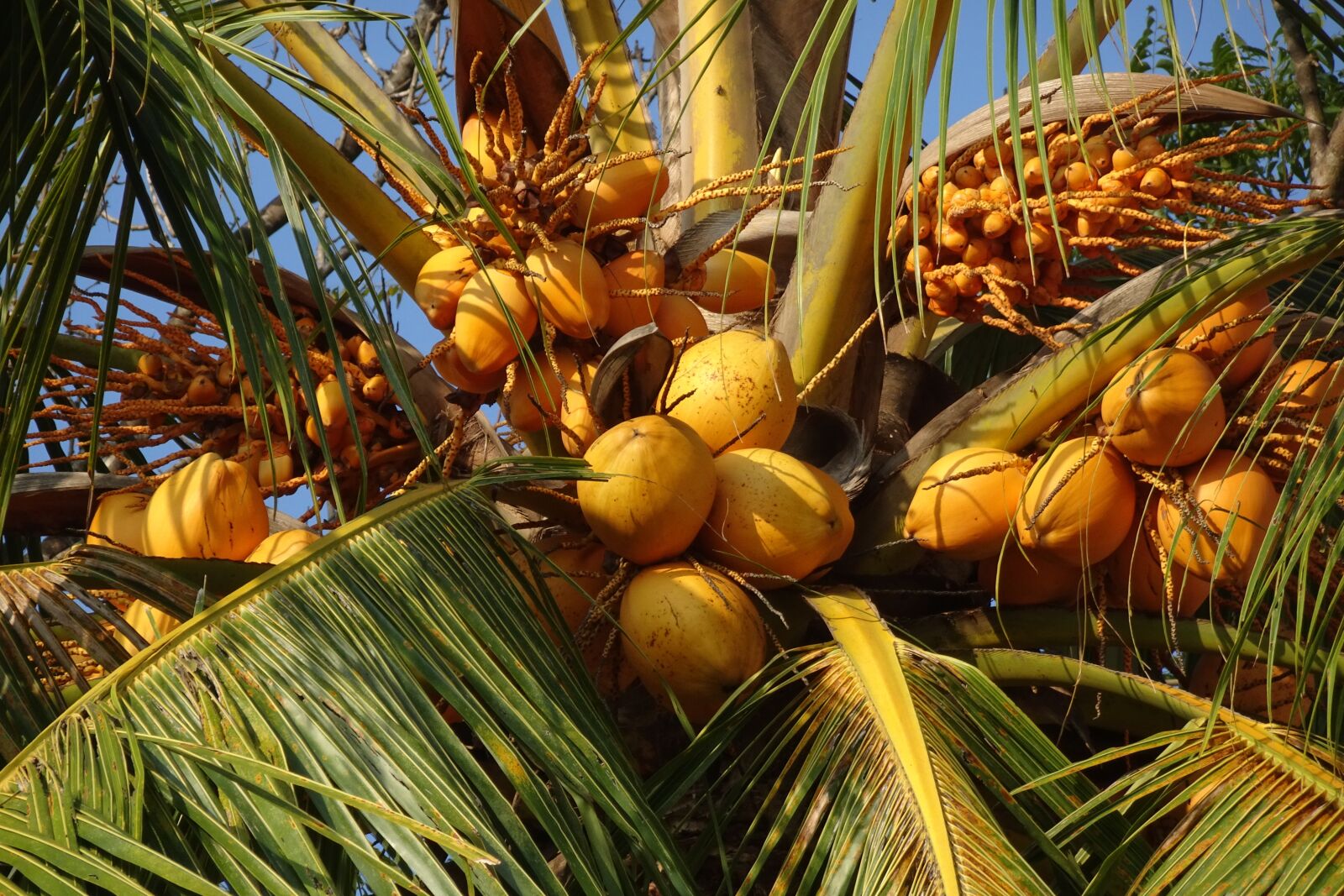 Sony Cyber-shot DSC-HX90V sample photo. Coconuts, red, malayan photography