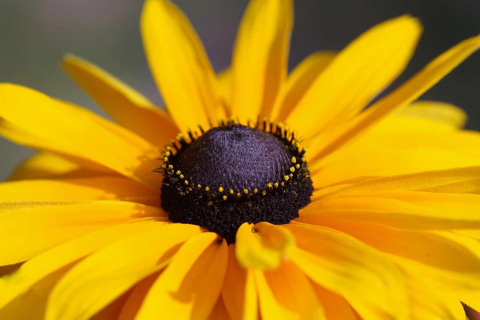 Sony SLT-A58 sample photo. Coneflower, flower, yellow flower photography