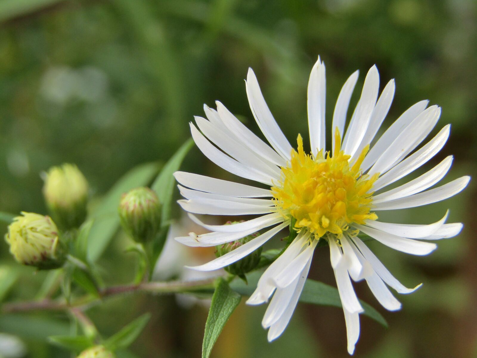 Canon POWERSHOT SX432 IS sample photo. Asters, white, autumn flower photography