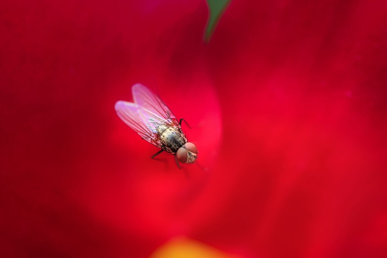 Panasonic Lumix DMC-GX8 sample photo. Fly, rosenblatt, flower photography