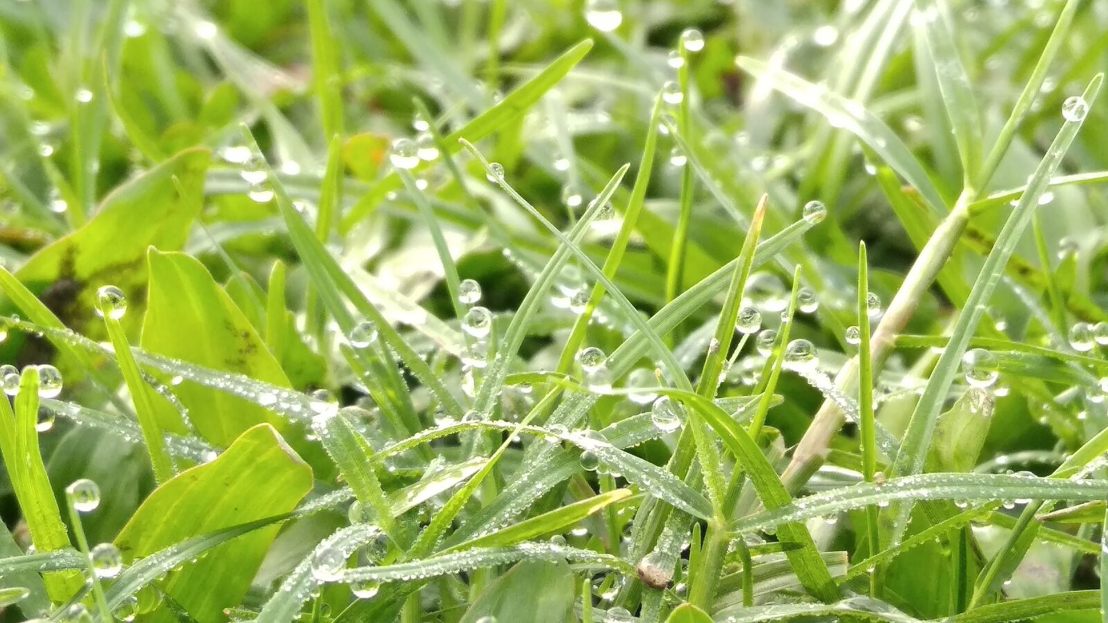 Xiaomi Redmi 5A sample photo. Flora, leaf, growth photography