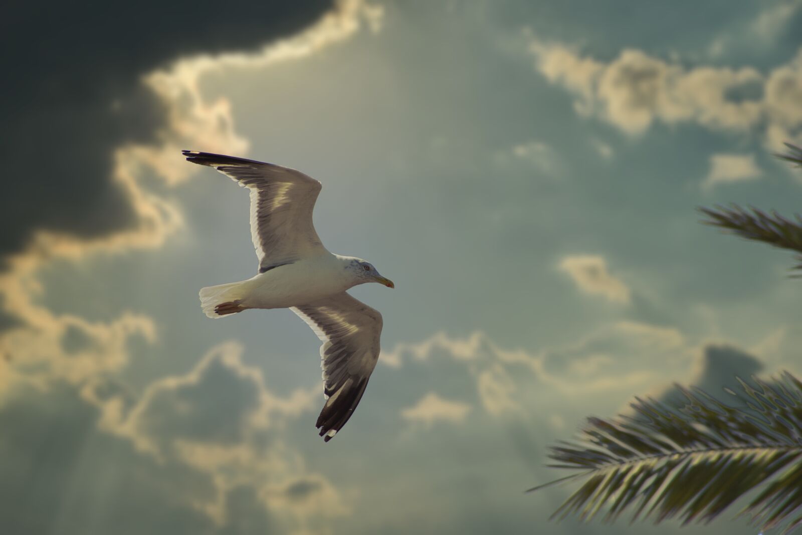 Nikon D7200 sample photo. Seagull, bird of prey photography