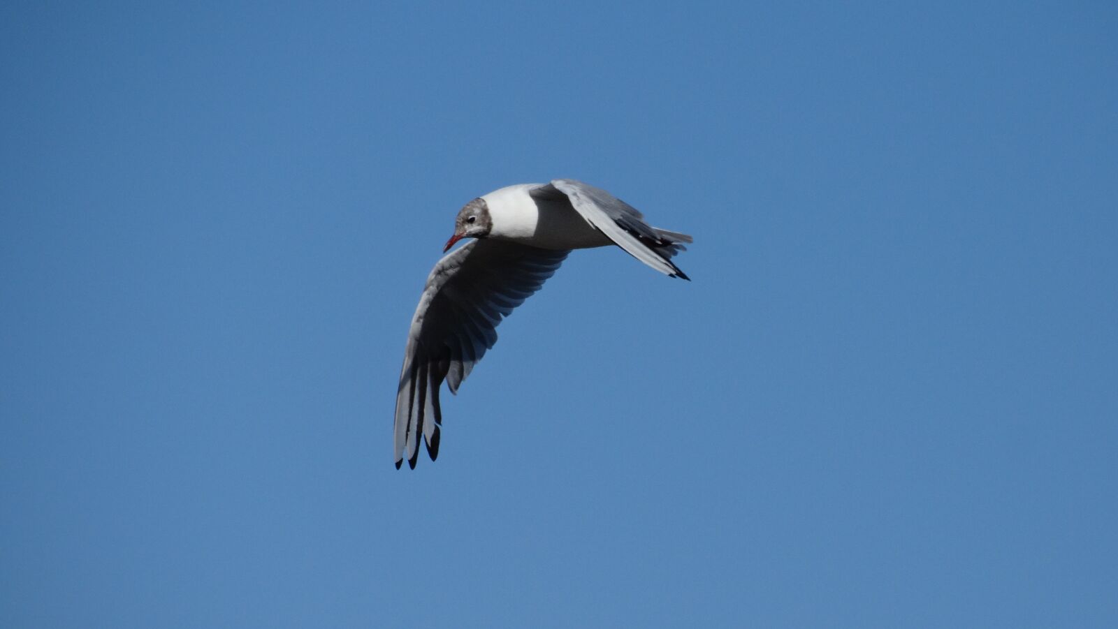 Sony Cyber-shot DSC-HX300 sample photo. Nature, bird in flight photography