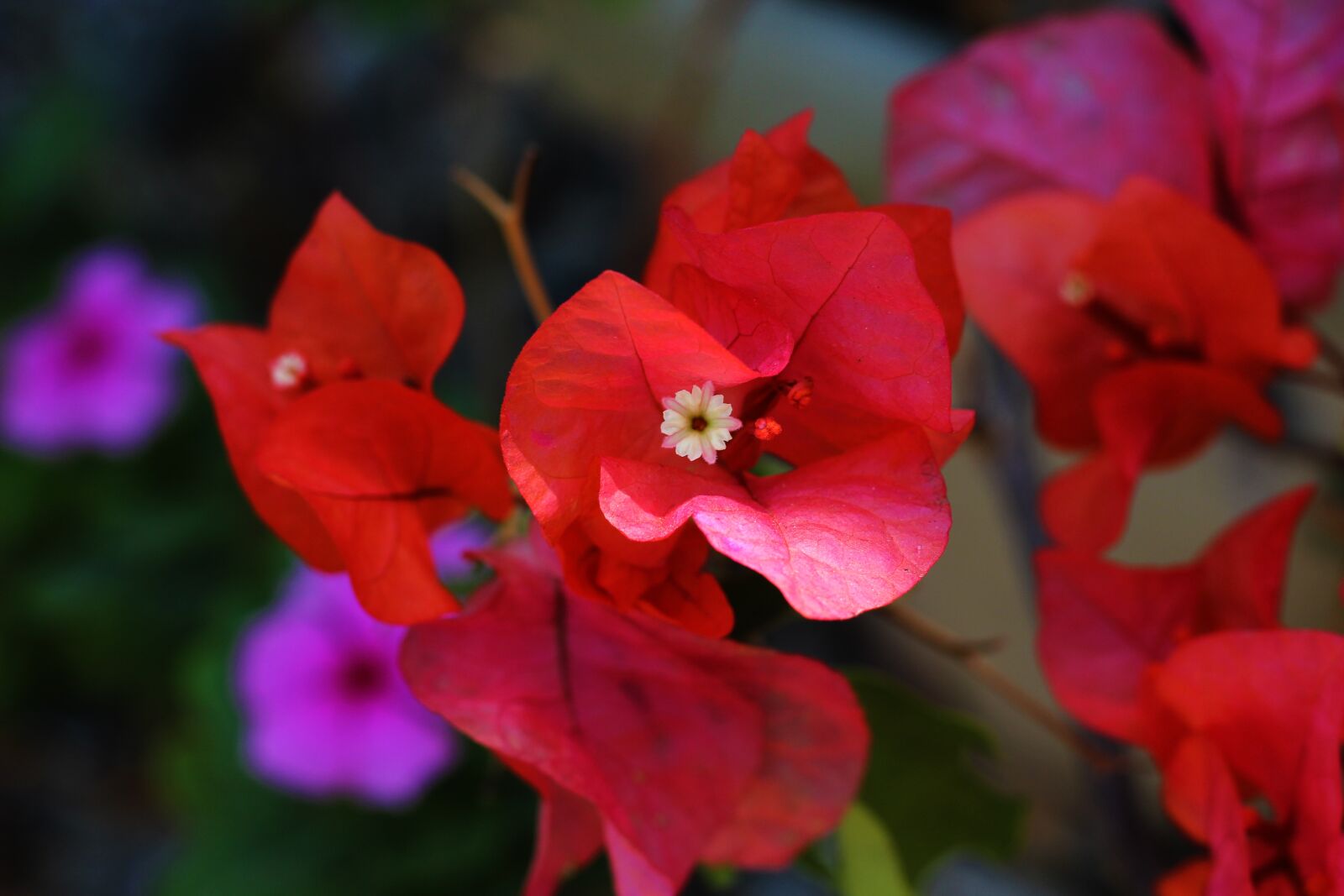 Canon EOS 600D (Rebel EOS T3i / EOS Kiss X5) + Canon EF 50mm F1.8 STM sample photo. Trinitarian, flower, petal photography