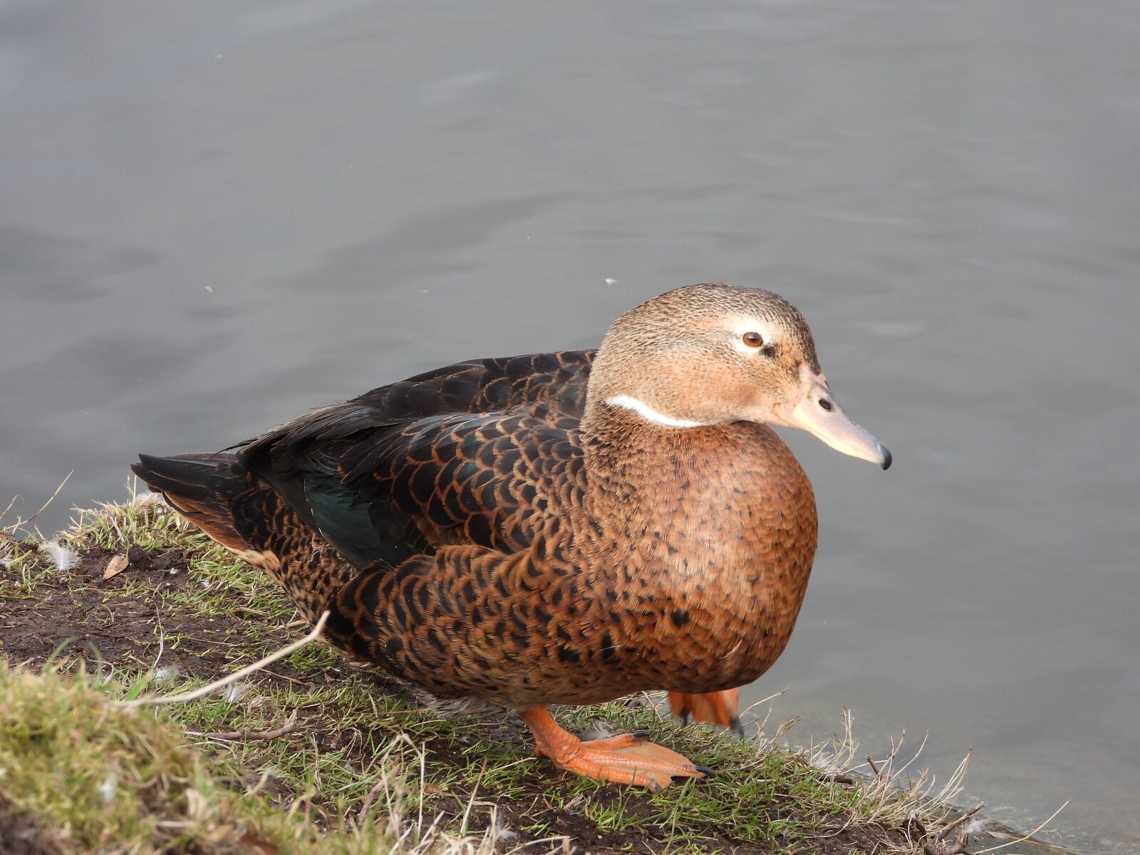 Nikon Coolpix P1000 sample photo. Duck, crossword, plumage photography
