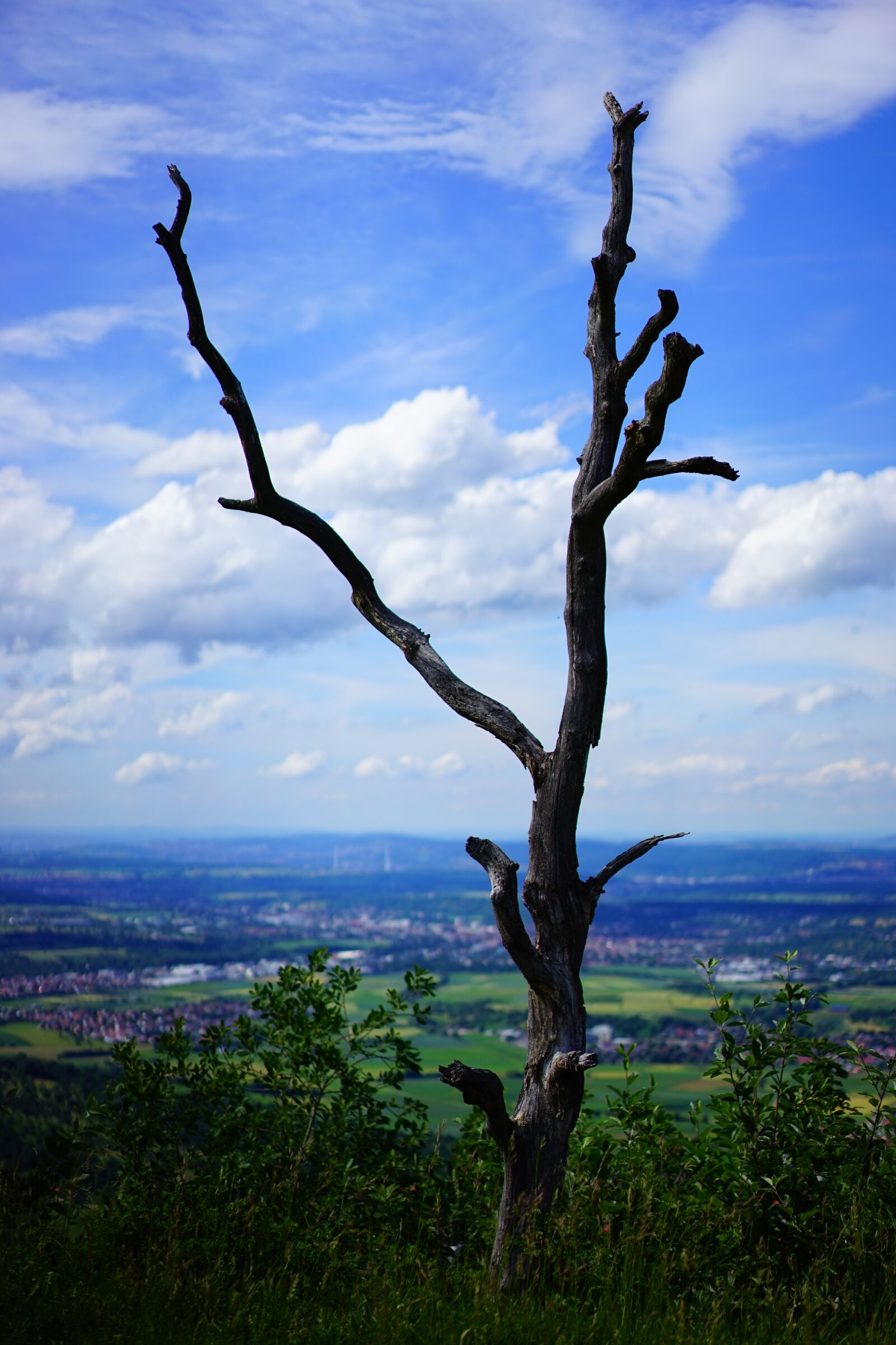 Sony a7 + Sony Sonnar T* FE 55mm F1.8 ZA sample photo. Tree, dead plant, gnarled photography