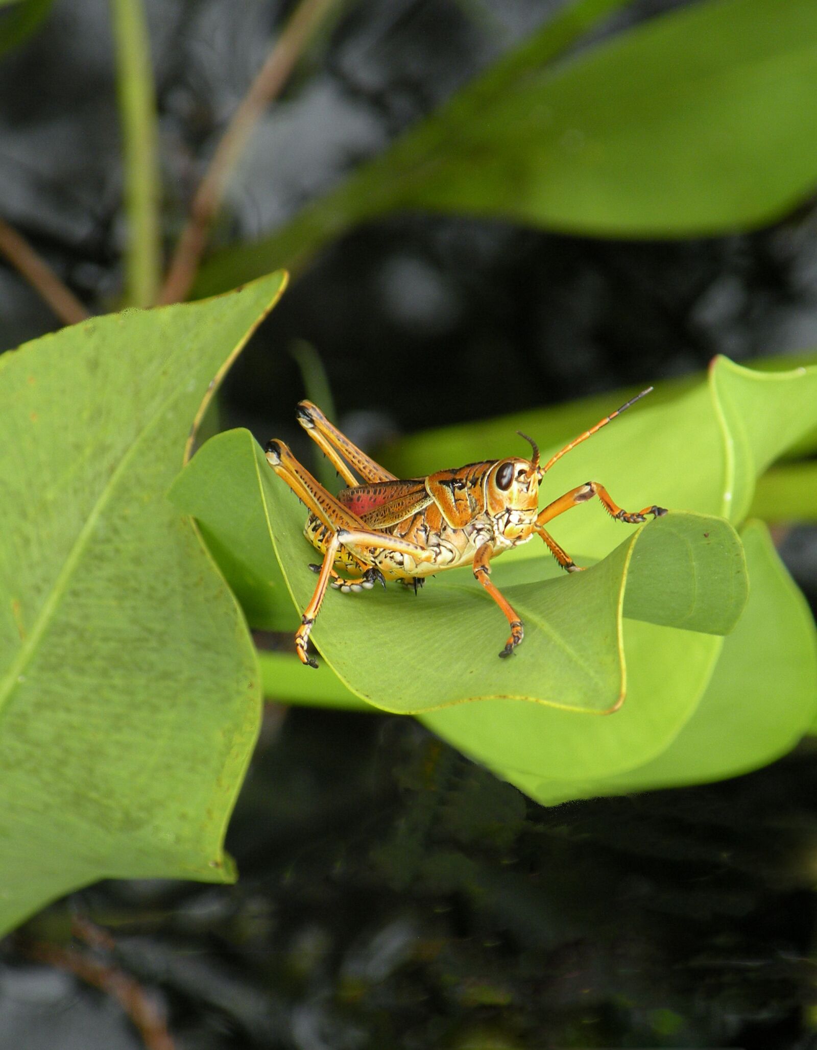 Nikon Coolpix P80 sample photo. Grasshopper, lubber, wildlife photography