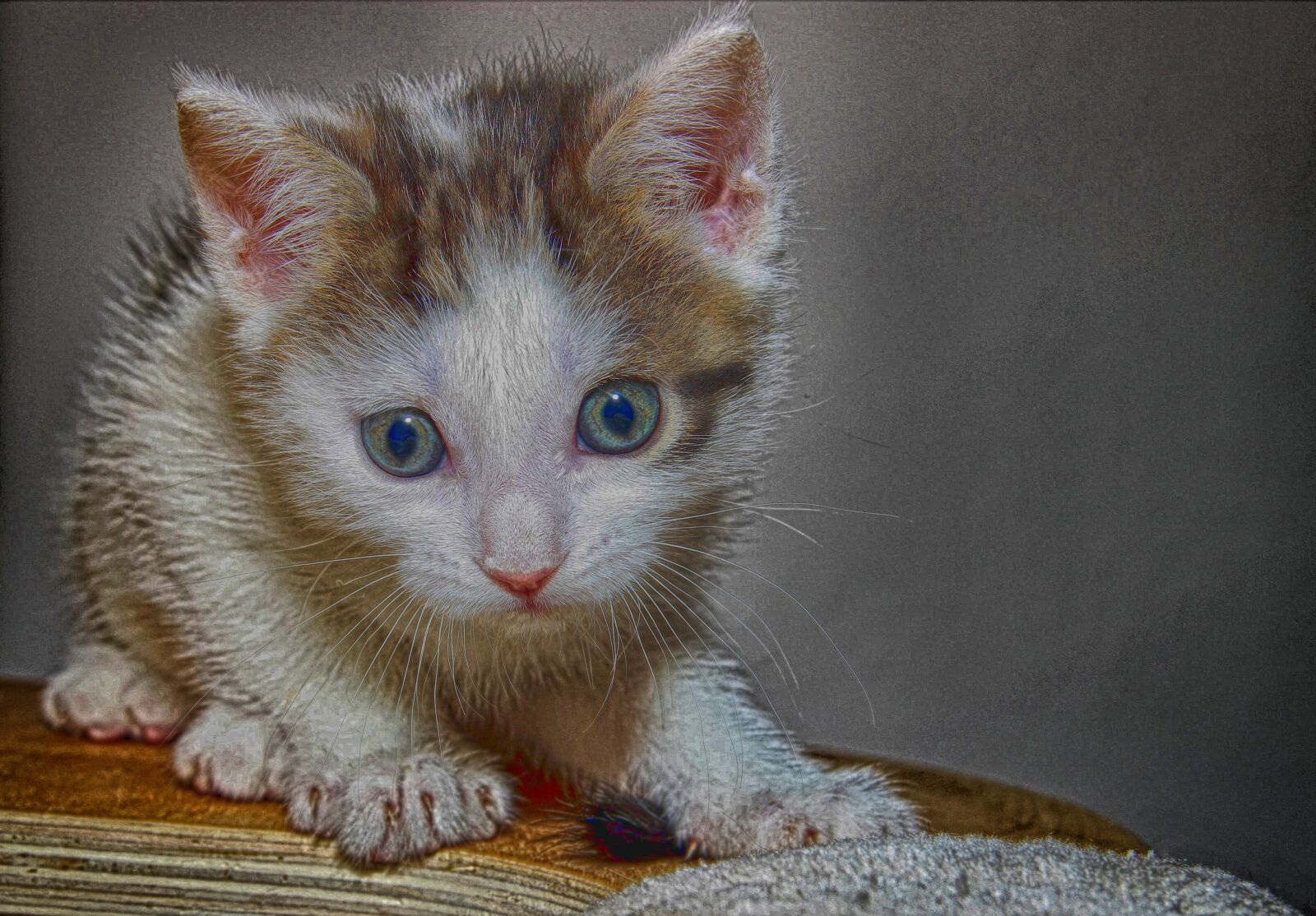 Canon EOS 600D (Rebel EOS T3i / EOS Kiss X5) sample photo. Cat, small, hdr photography