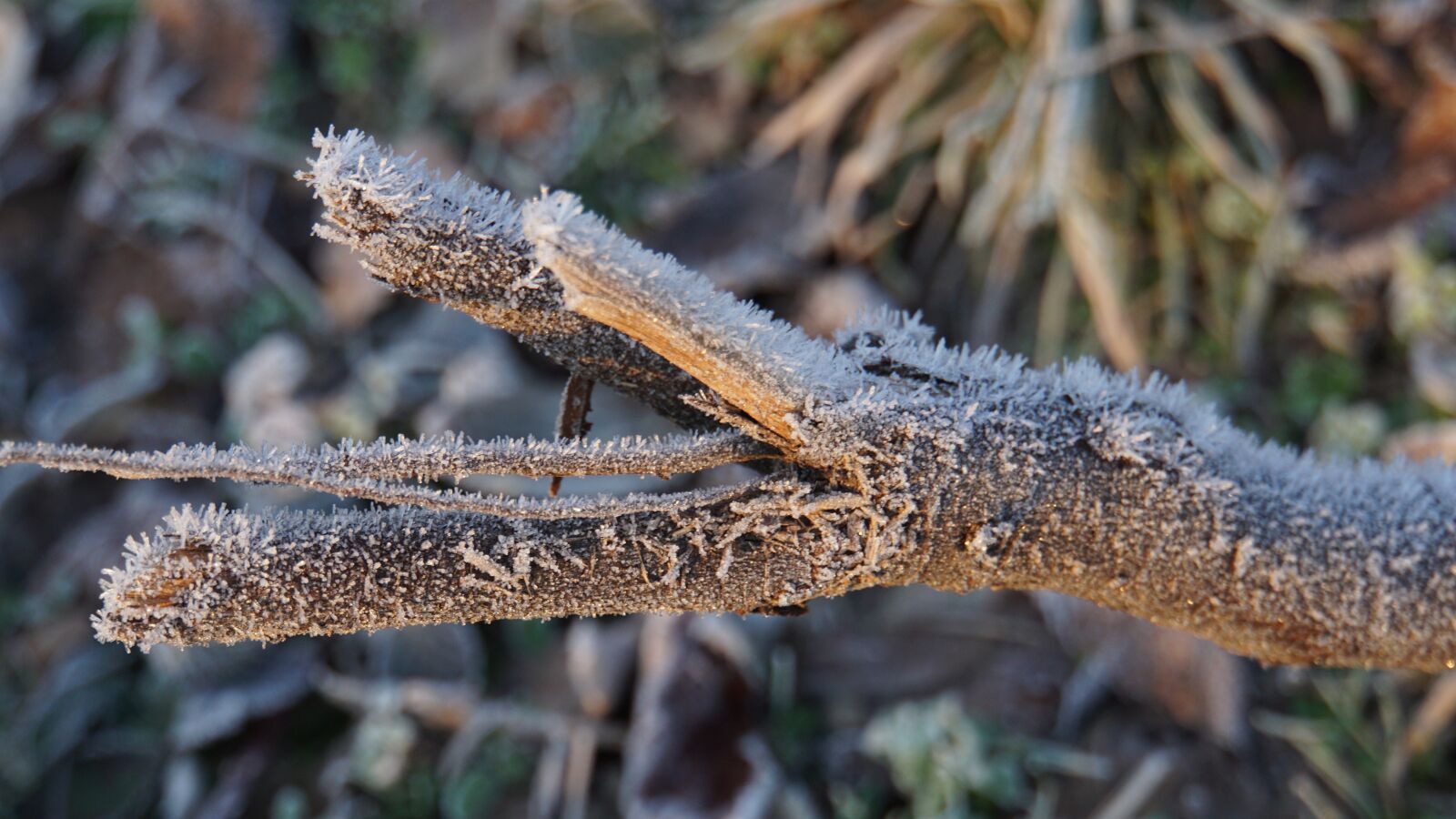 Sony a6000 sample photo. Eiskristalle, branch, nature photography