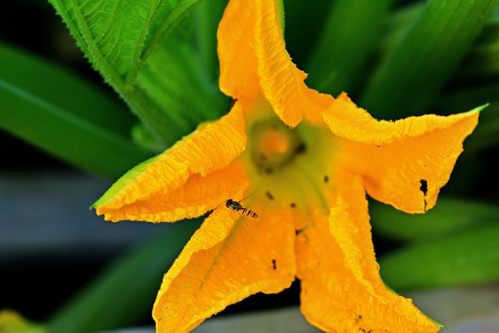 Nikon D5200 sample photo. Zucchini flower, yellow, garden photography