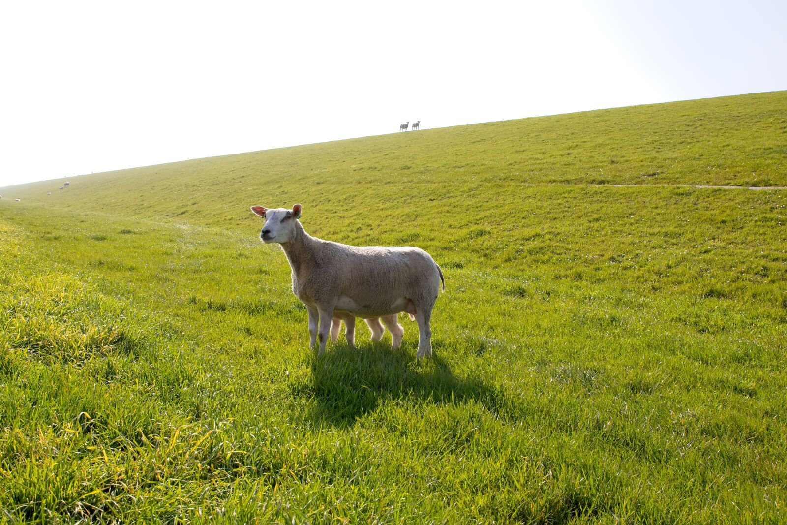 Canon EOS 6D Mark II sample photo. Sheep, white, black photography