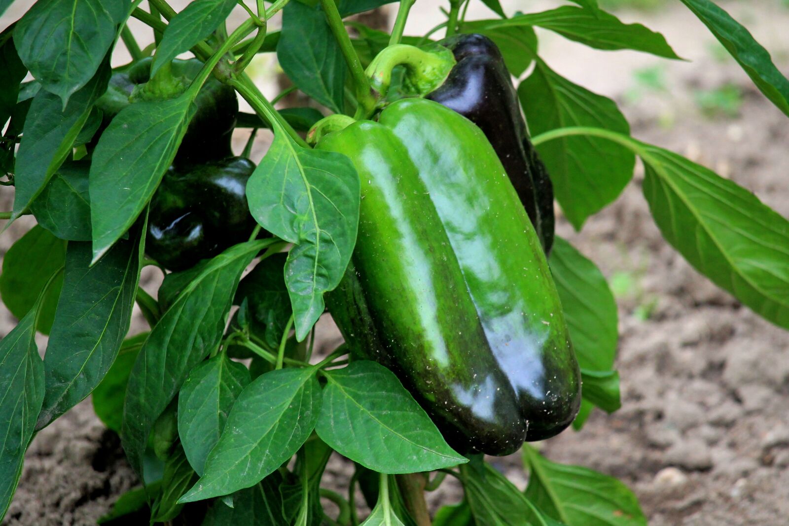 Canon EF-S 55-250mm F4-5.6 IS STM sample photo. Paprika, green, green peppers photography