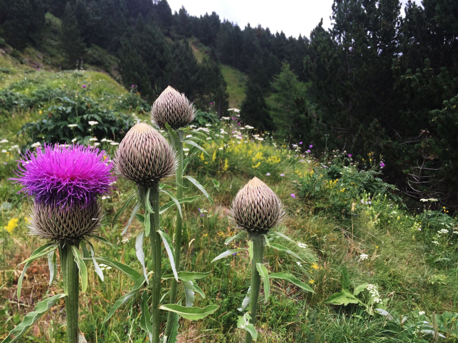 Apple iPhone 6 sample photo. Thistle, nature, green photography
