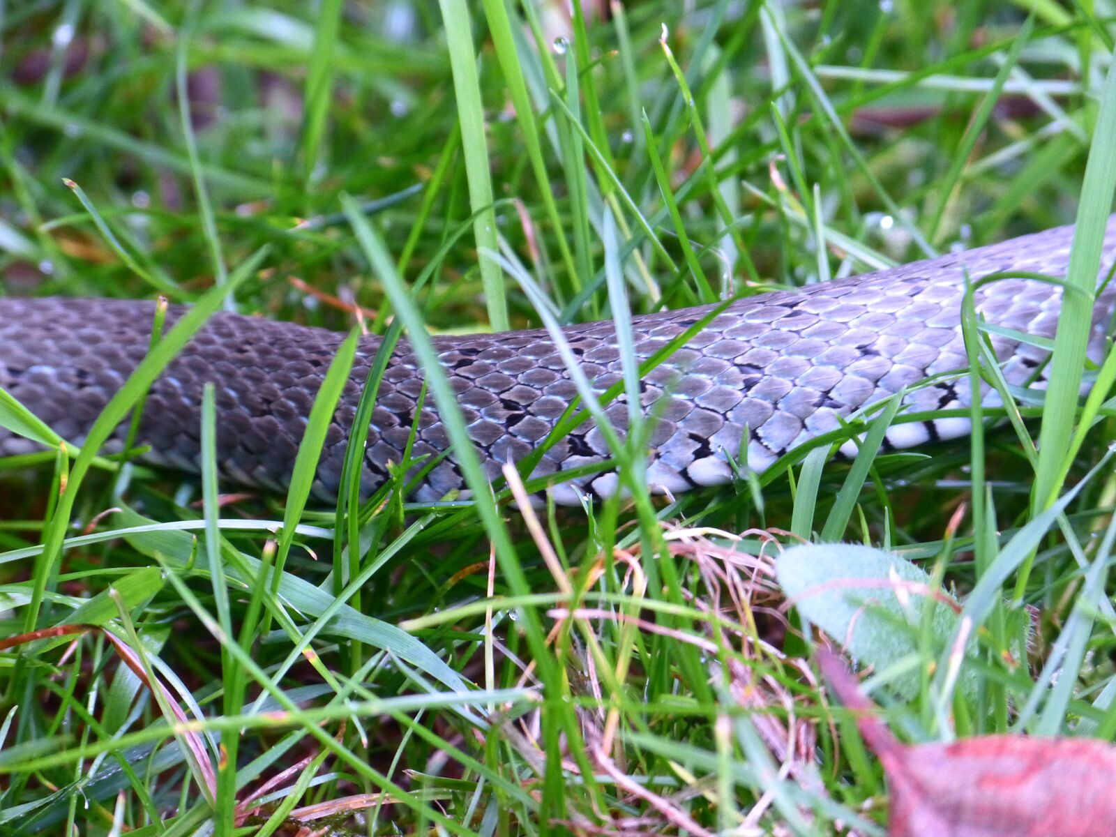 Panasonic Lumix DMC-FZ150 sample photo. Grass snake, snake, scale photography