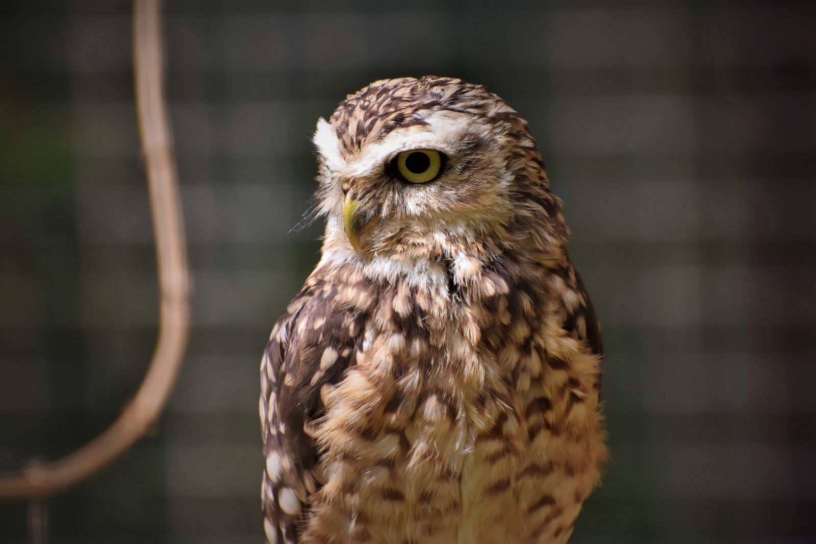 Nikon D7200 sample photo. Owl, raptor, bird photography