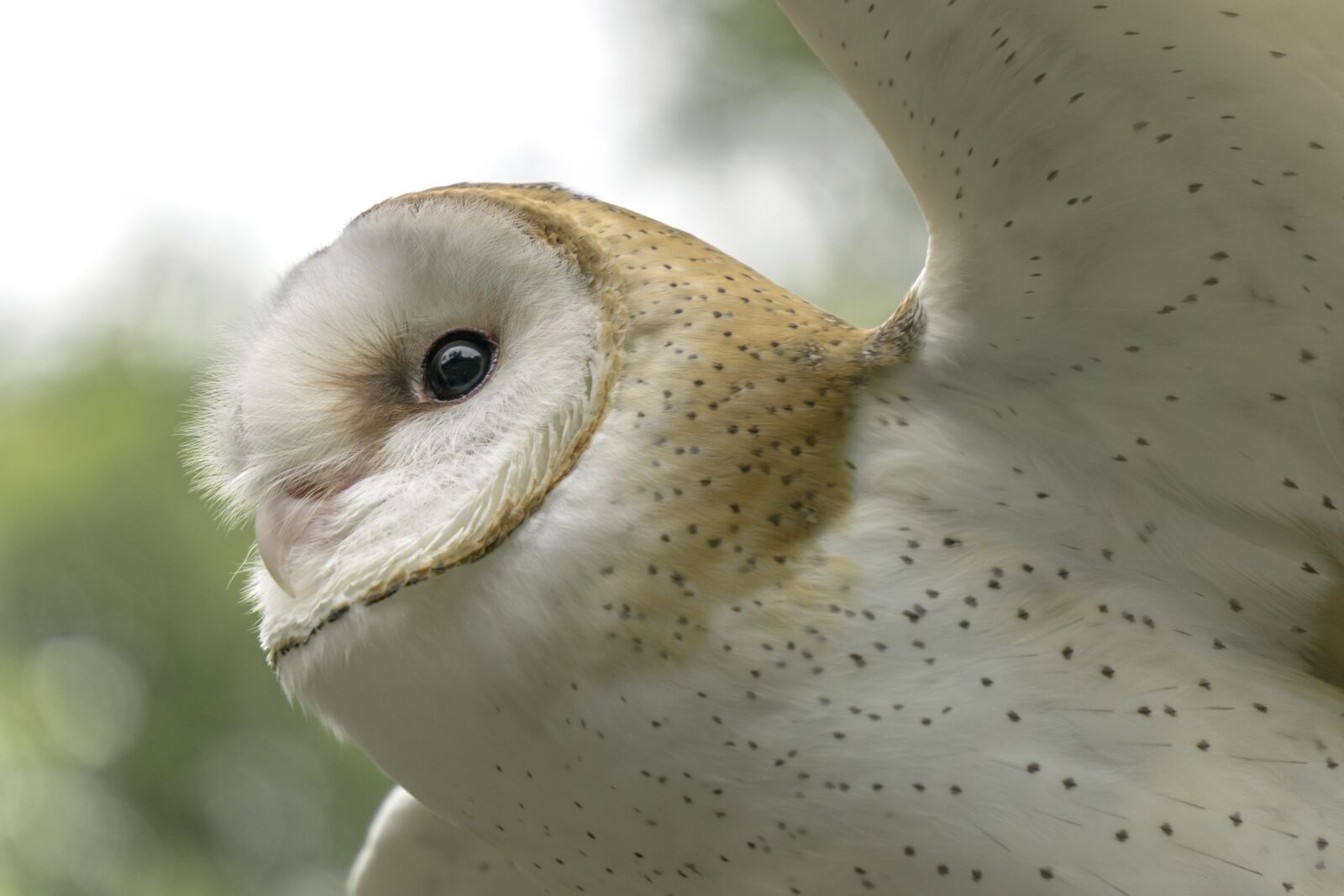 Sony a6000 sample photo. Owl, determination, flying photography