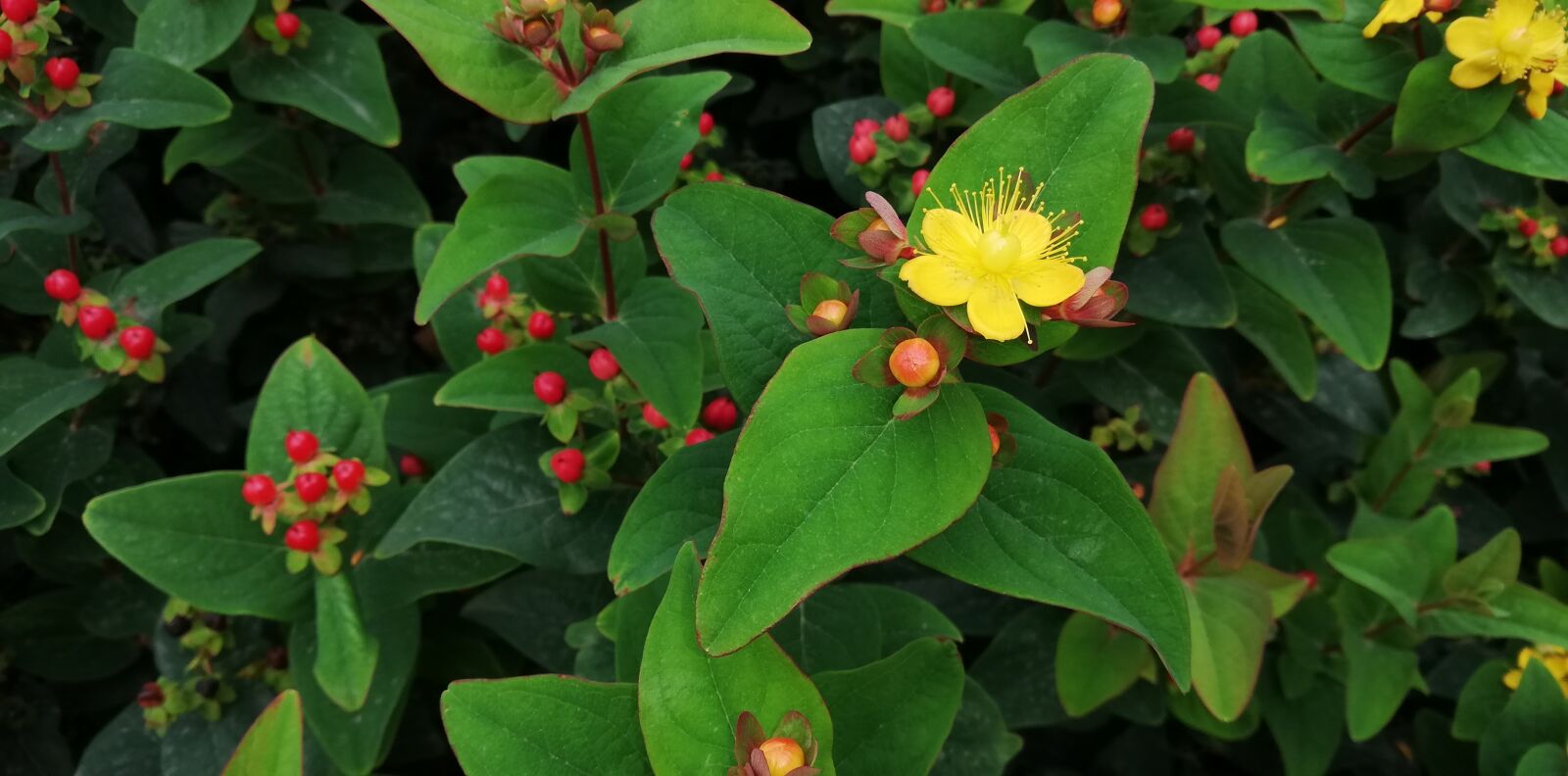 HUAWEI P20 lite sample photo. St john's wort, garden photography