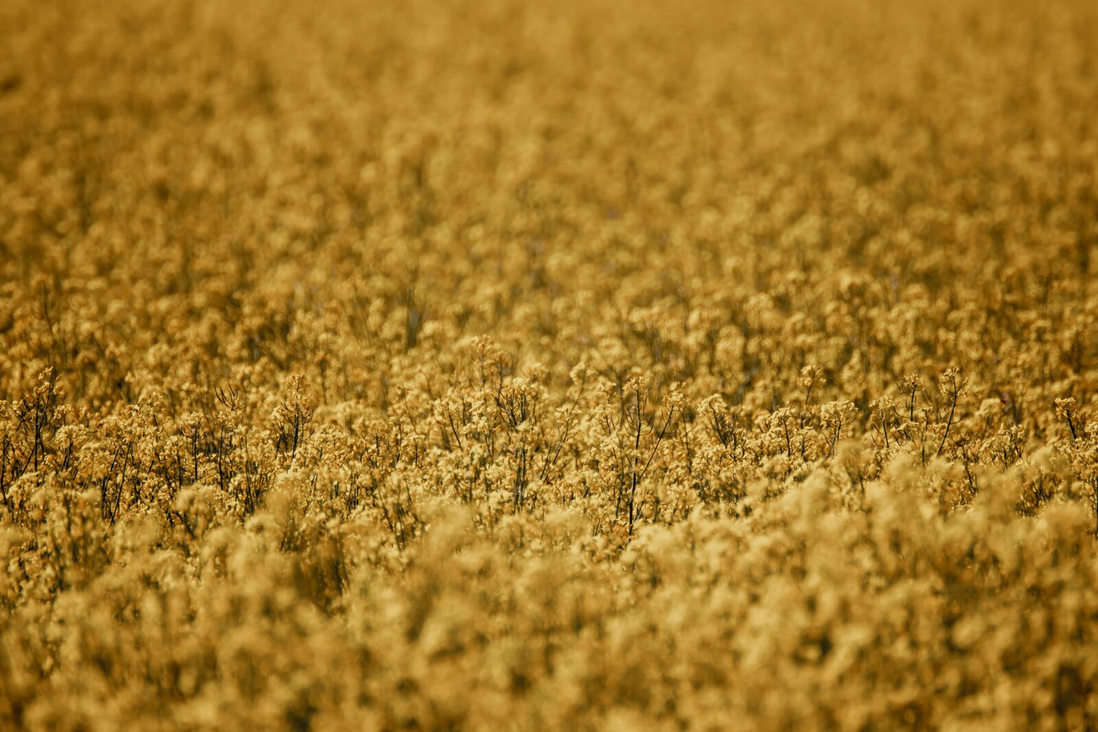 Canon EOS 200D (EOS Rebel SL2 / EOS Kiss X9) sample photo. Oilseed rape, field of photography