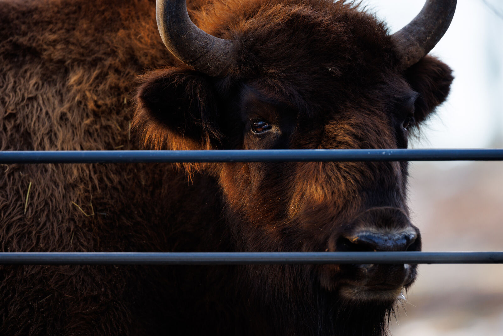 Canon EOS R5 sample photo. European bison photography