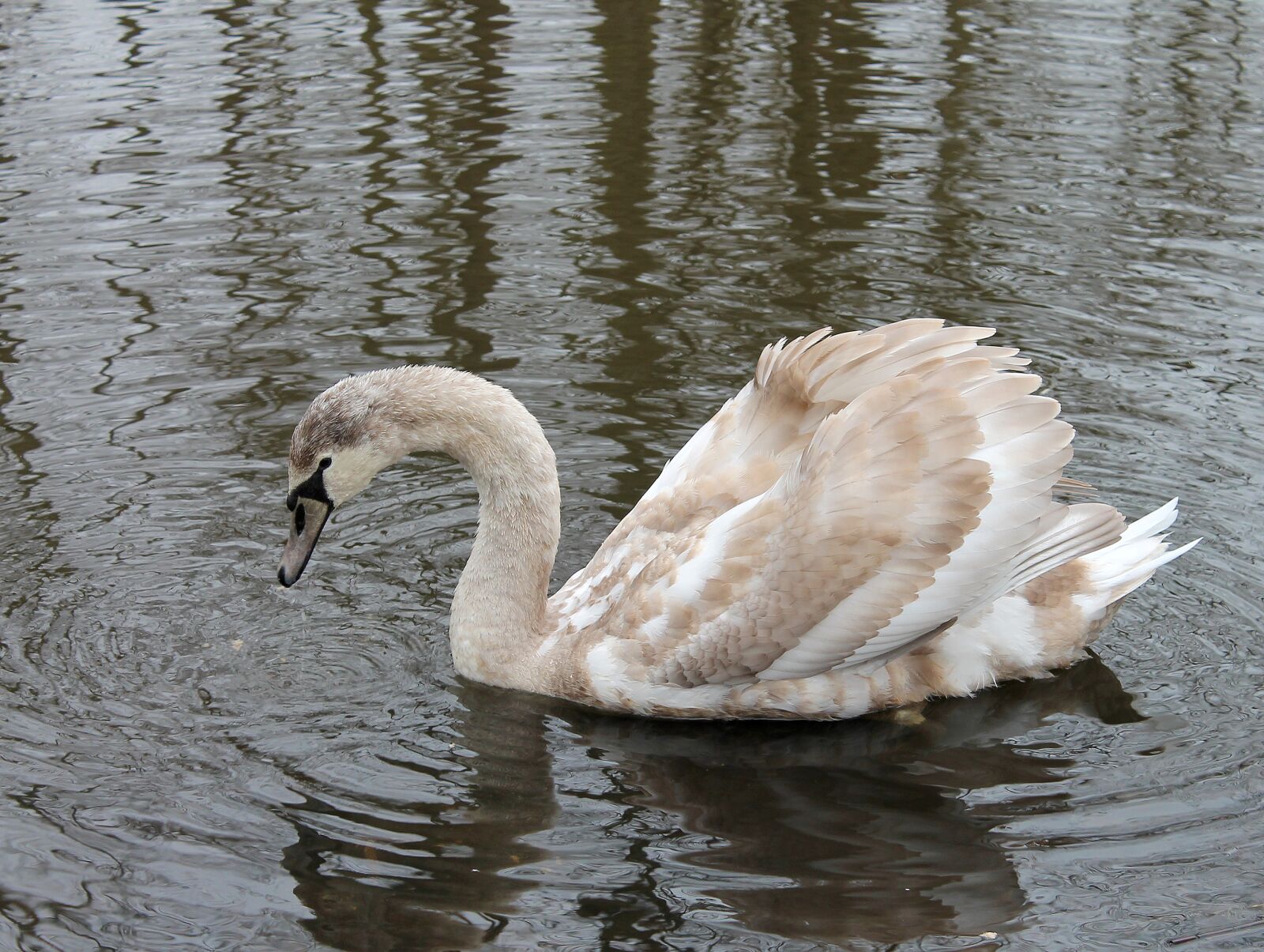 Canon EF-S 18-55mm F3.5-5.6 III sample photo. Swan, young, swimming birds photography