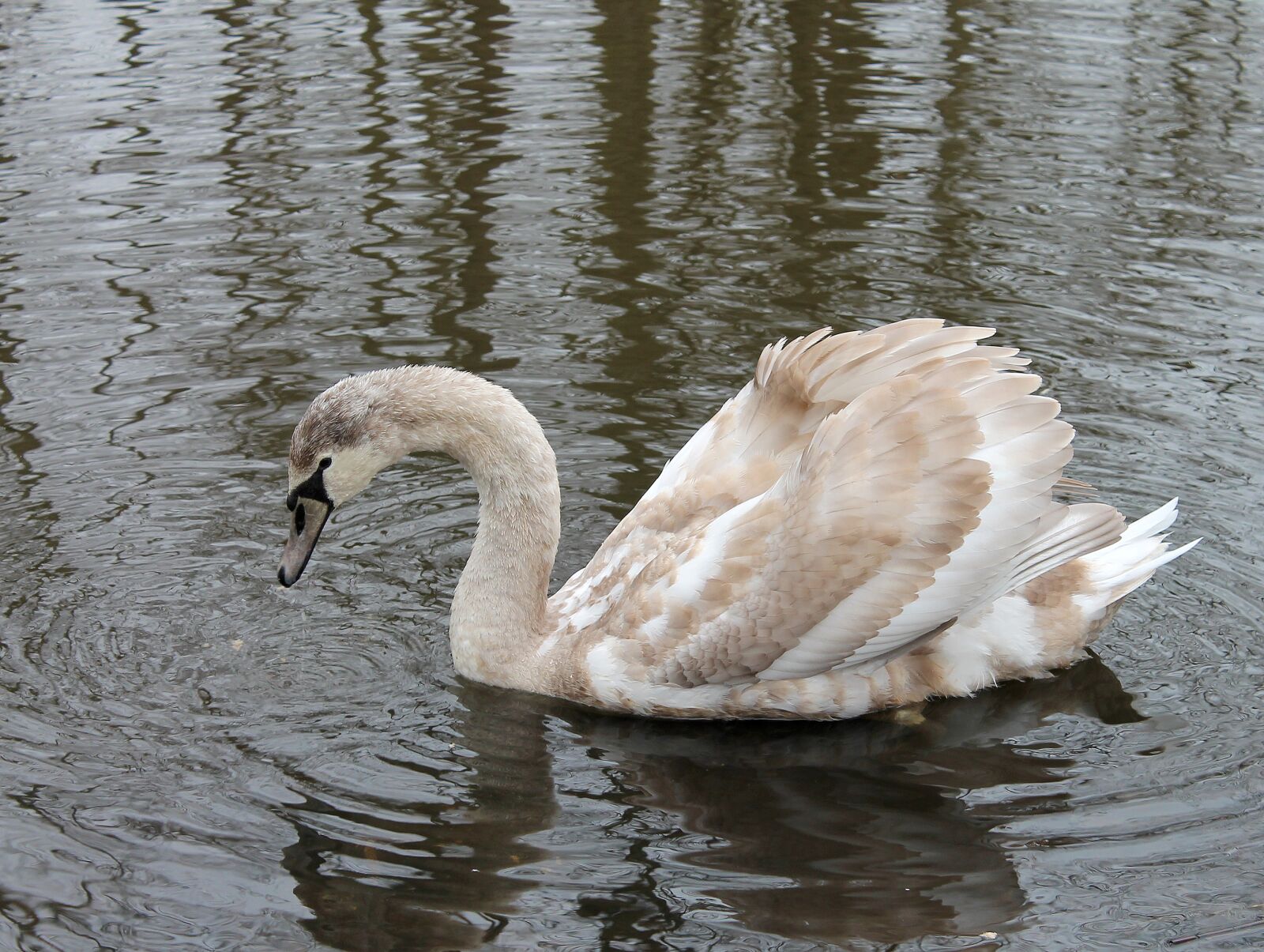 Canon EOS 1100D (EOS Rebel T3 / EOS Kiss X50) sample photo. Swan, young, swimming birds photography
