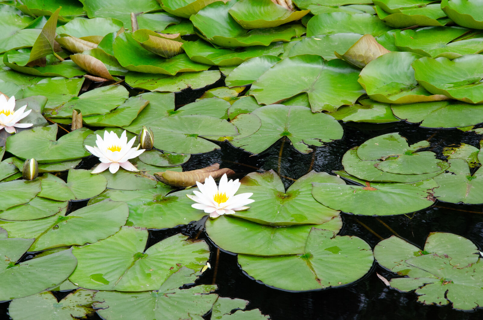 Nikon D7000 sample photo
