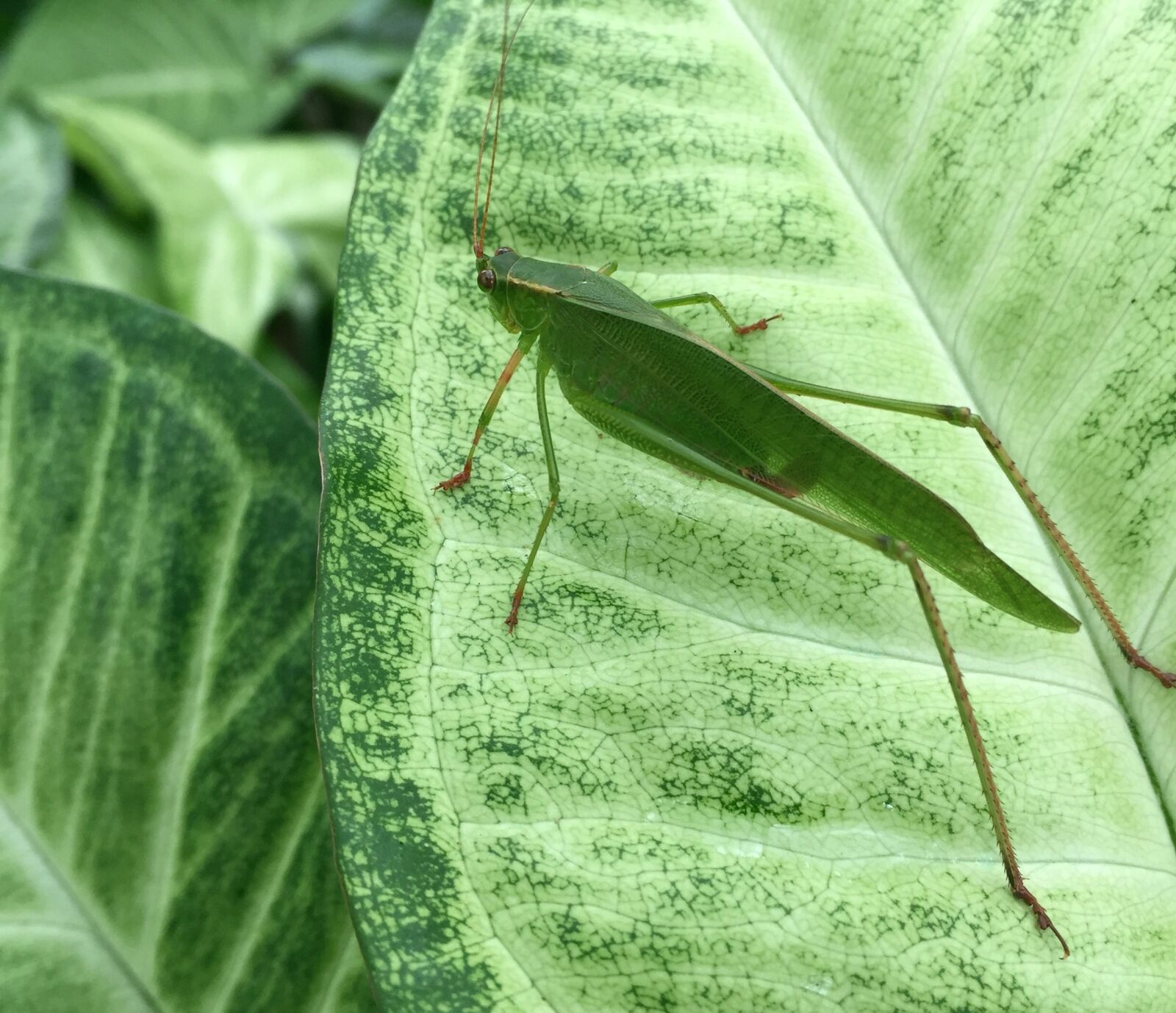 iPhone 6 Plus back camera 4.15mm f/2.2 sample photo. Grasshopper, green, insect photography