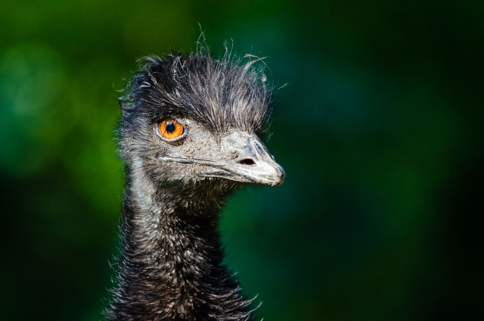 Nikon D7000 + Sigma APO Tele Macro 300mm F4 sample photo. Black, ostrich, head photography