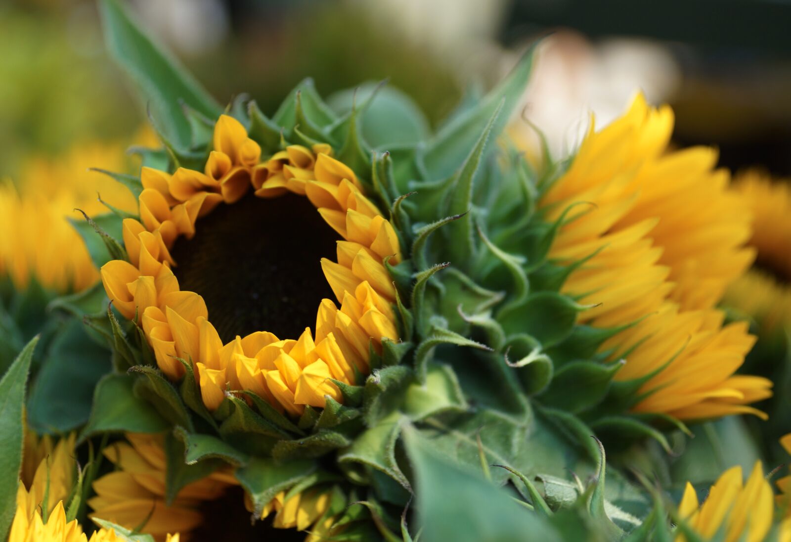 Sony SLT-A65 (SLT-A65V) sample photo. Sunflower, yellow, bloom photography