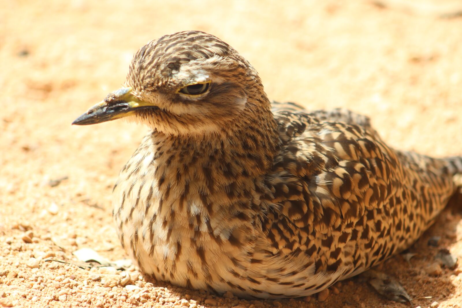 Canon EF75-300mm f/4-5.6 sample photo. Ave, bird, feathers photography