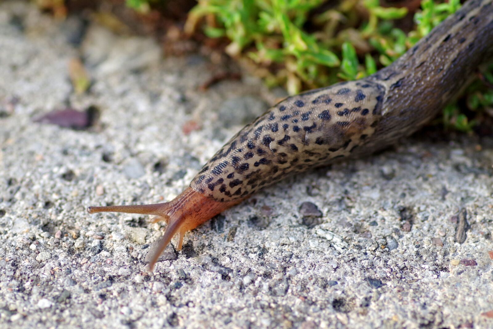 Pentax K-S2 sample photo. Snail, lusitan, the bare photography