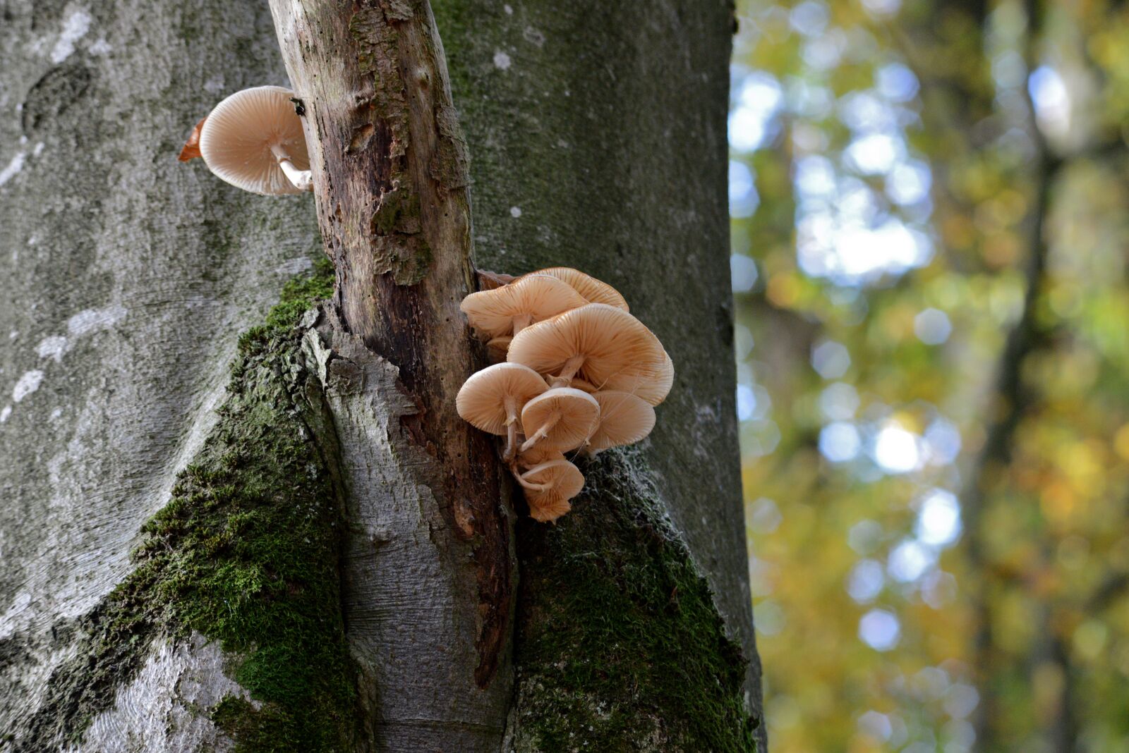 Nikon D600 sample photo. Mushrooms, tree trunk, forest photography