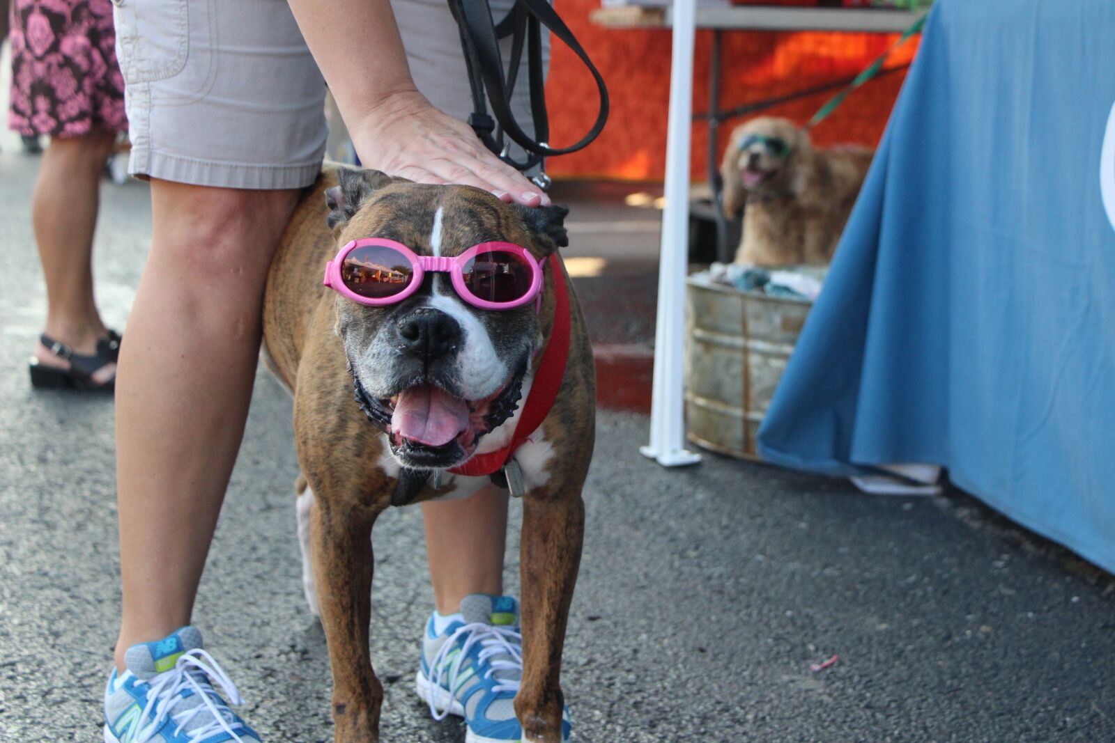 Canon EOS 650D (EOS Rebel T4i / EOS Kiss X6i) + Canon EF-S 18-135mm F3.5-5.6 IS STM sample photo. Dog, dog glasses, cool photography