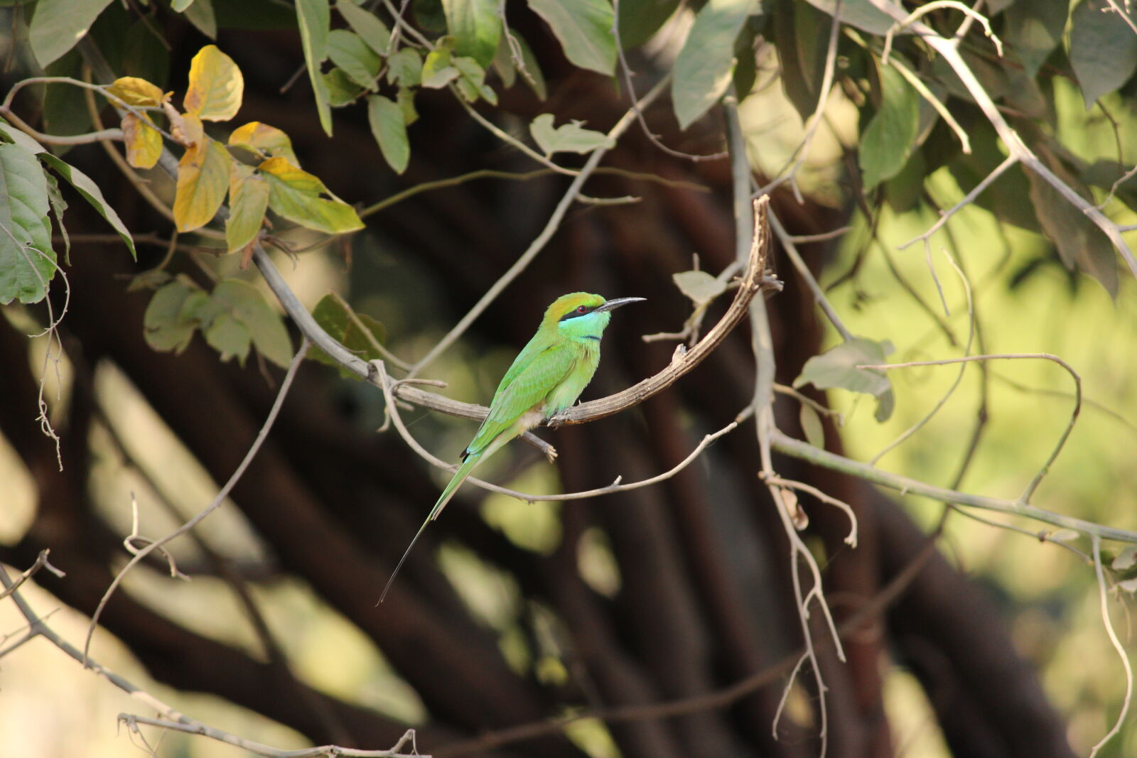 Canon EOS 700D (EOS Rebel T5i / EOS Kiss X7i) sample photo