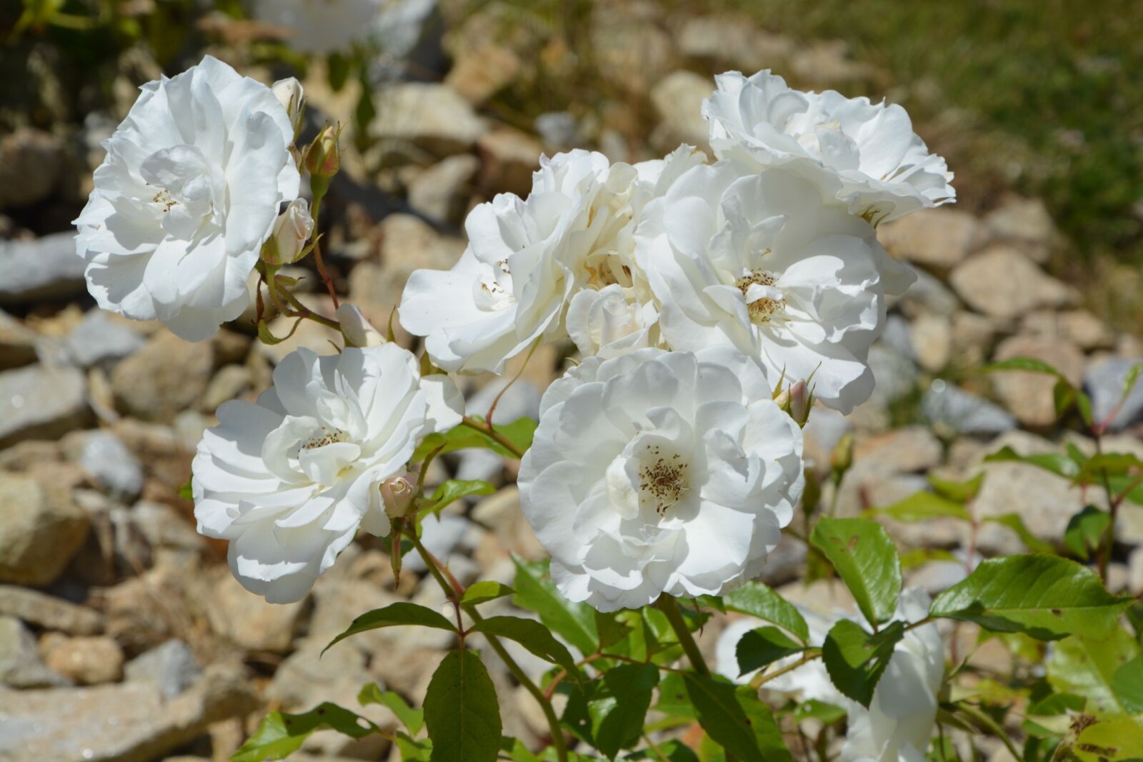 Nikon D5200 sample photo. Flowers, white, petals photography