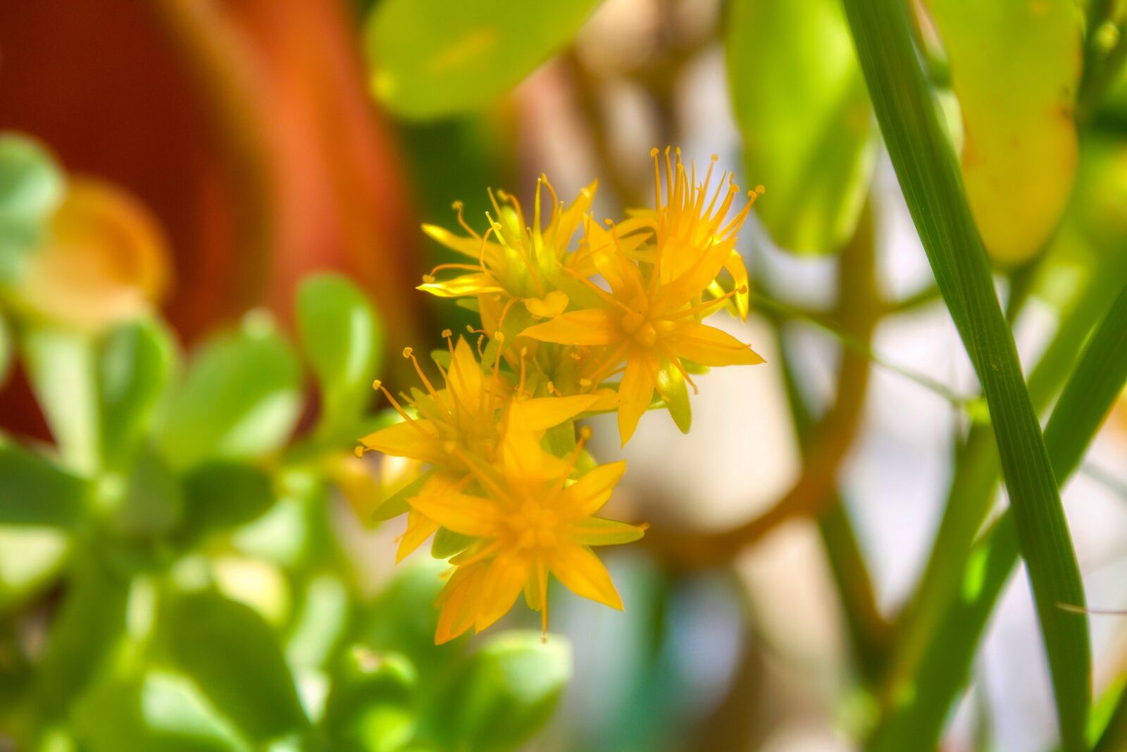 Canon EOS 1100D (EOS Rebel T3 / EOS Kiss X50) sample photo. Flowers, yellow, easter photography