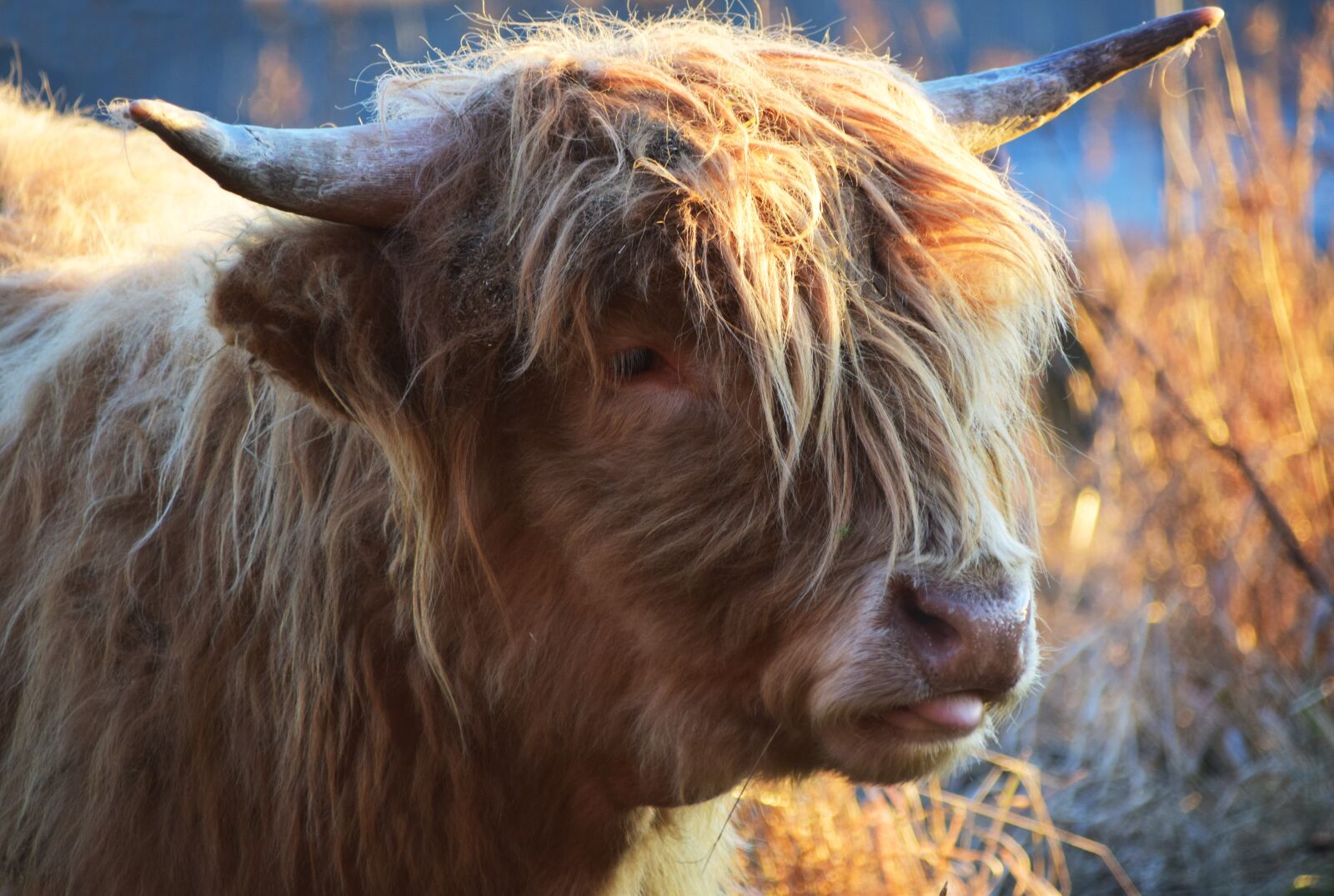 Nikon D3300 sample photo. Highland beef, beef, cow photography