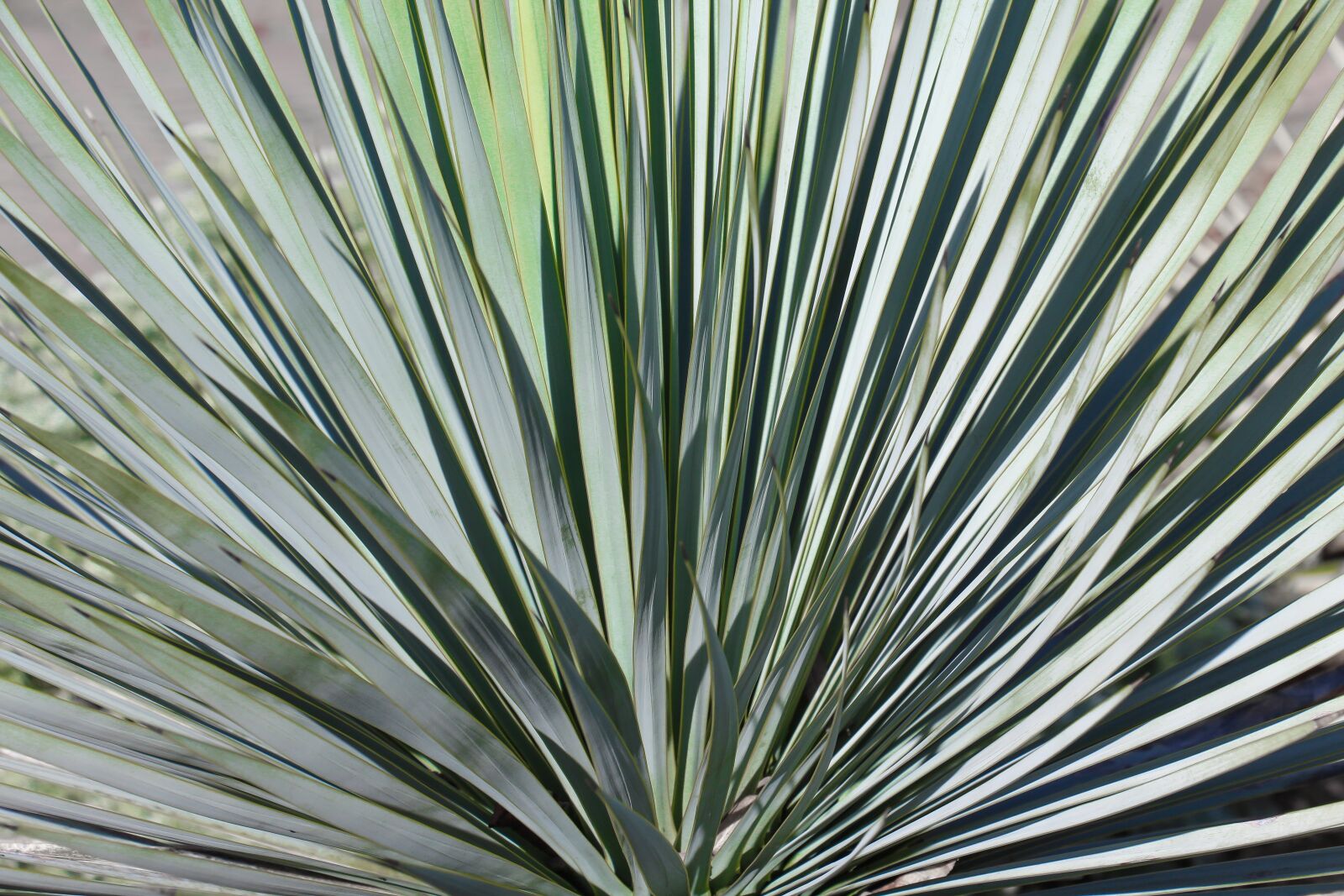 Canon EOS 700D (EOS Rebel T5i / EOS Kiss X7i) sample photo. Nature, leaf, plant photography