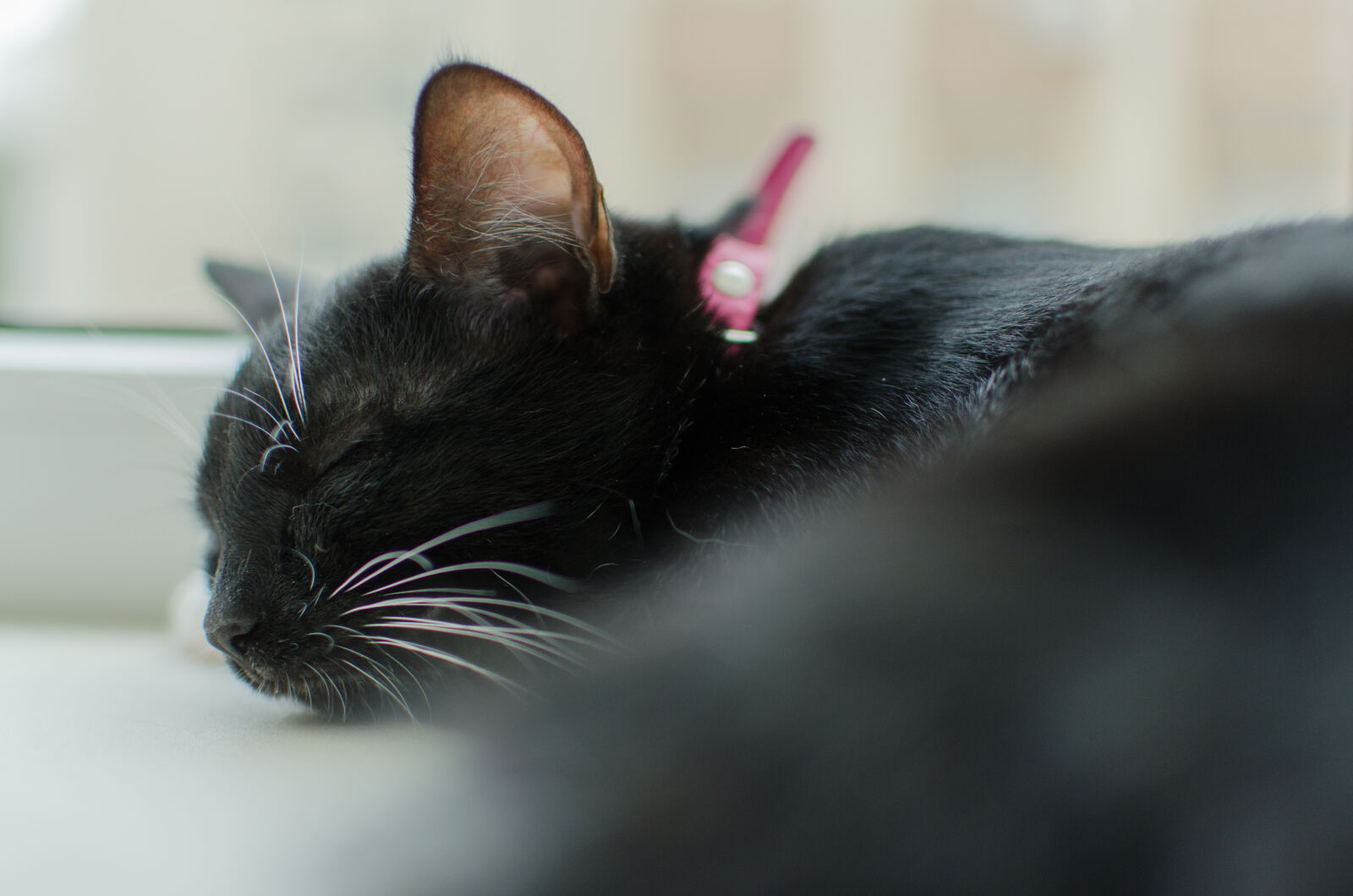 Nikon D5100 + Nikon AF-S DX Nikkor 35mm F1.8G sample photo. Black, cat, sleep, sleeping photography