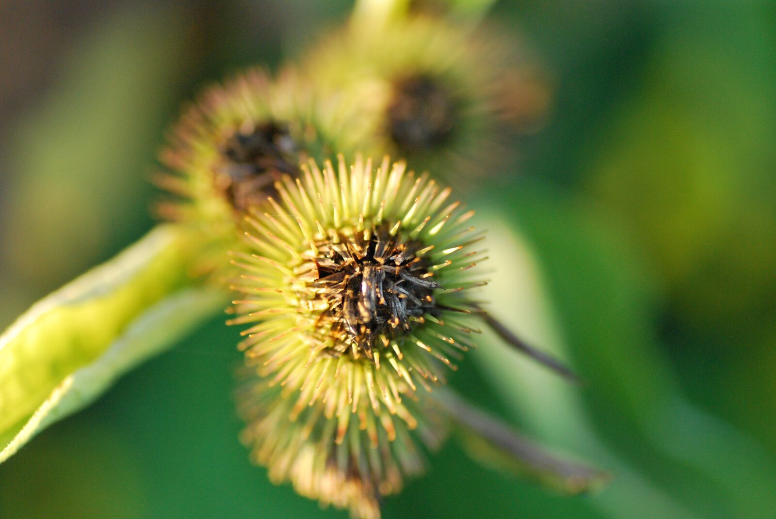 Nikon D60 sample photo. Burrs, foliage, nature photography